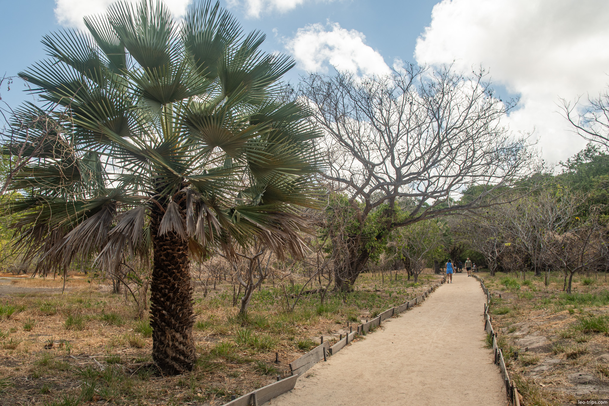 carnauba palm dry trail coco park fortaleza fortaleza