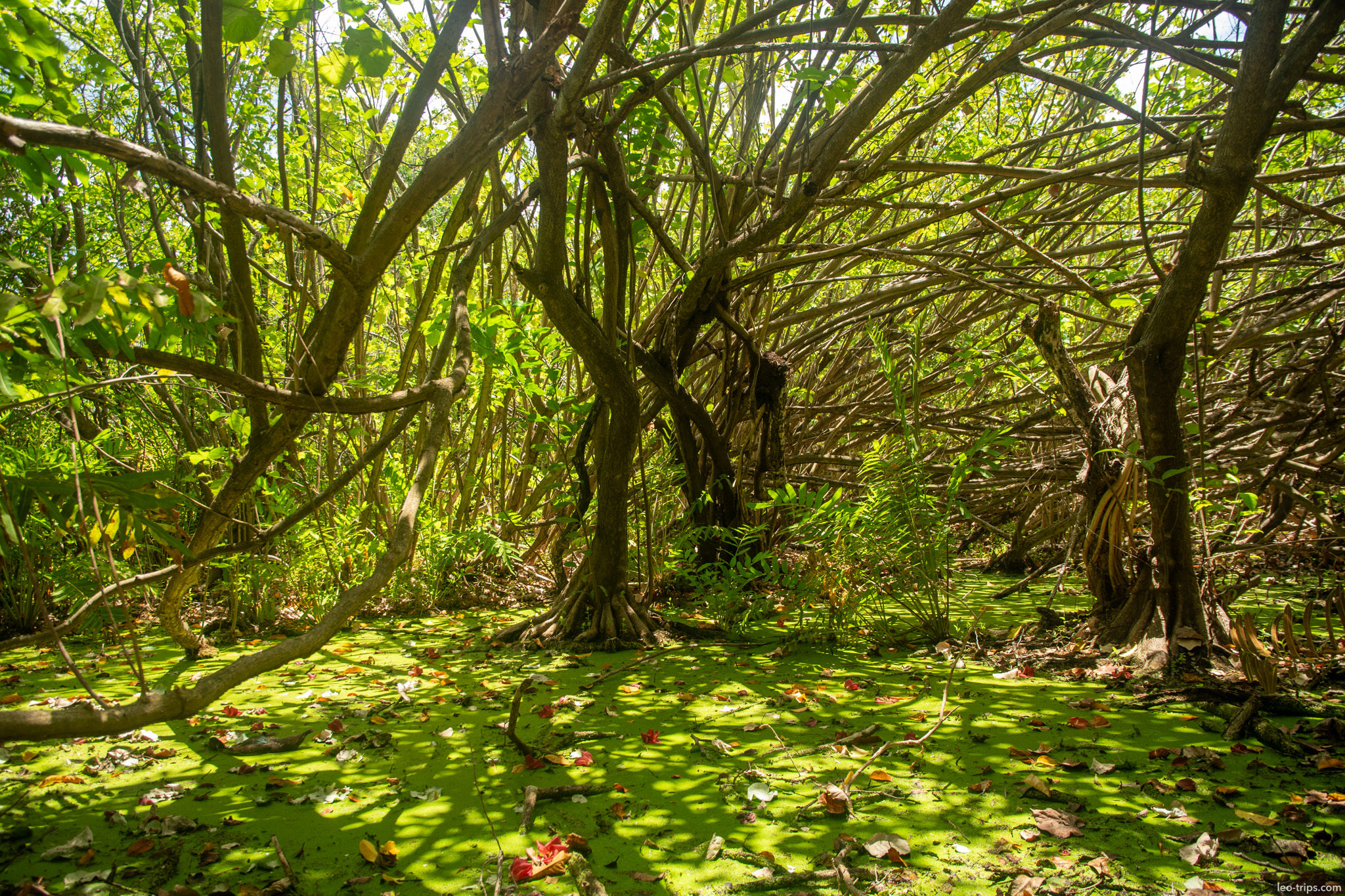 mangrove swamp green duckweed fortaleza fortaleza