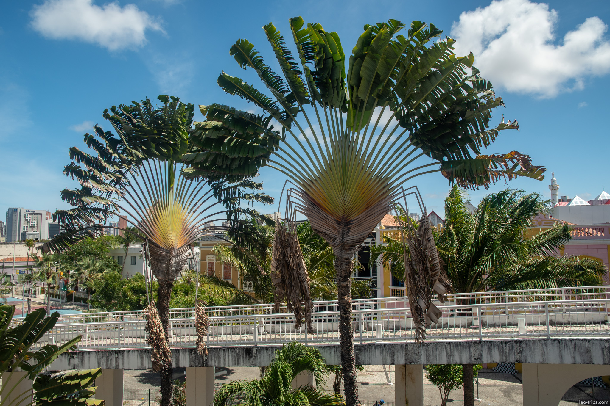 travellers palms overpass downtown fortaleza fortaleza
