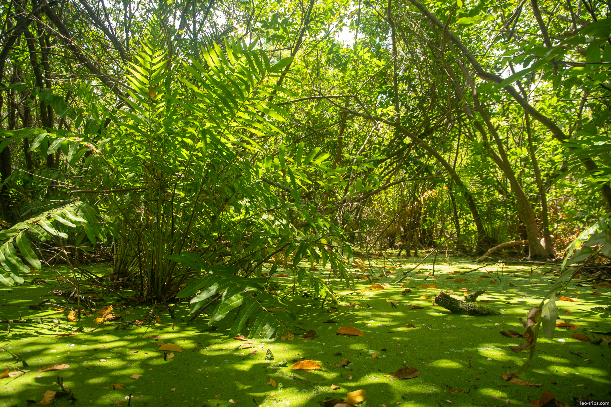 tropical swamp ferns duckweed fortaleza fortaleza
