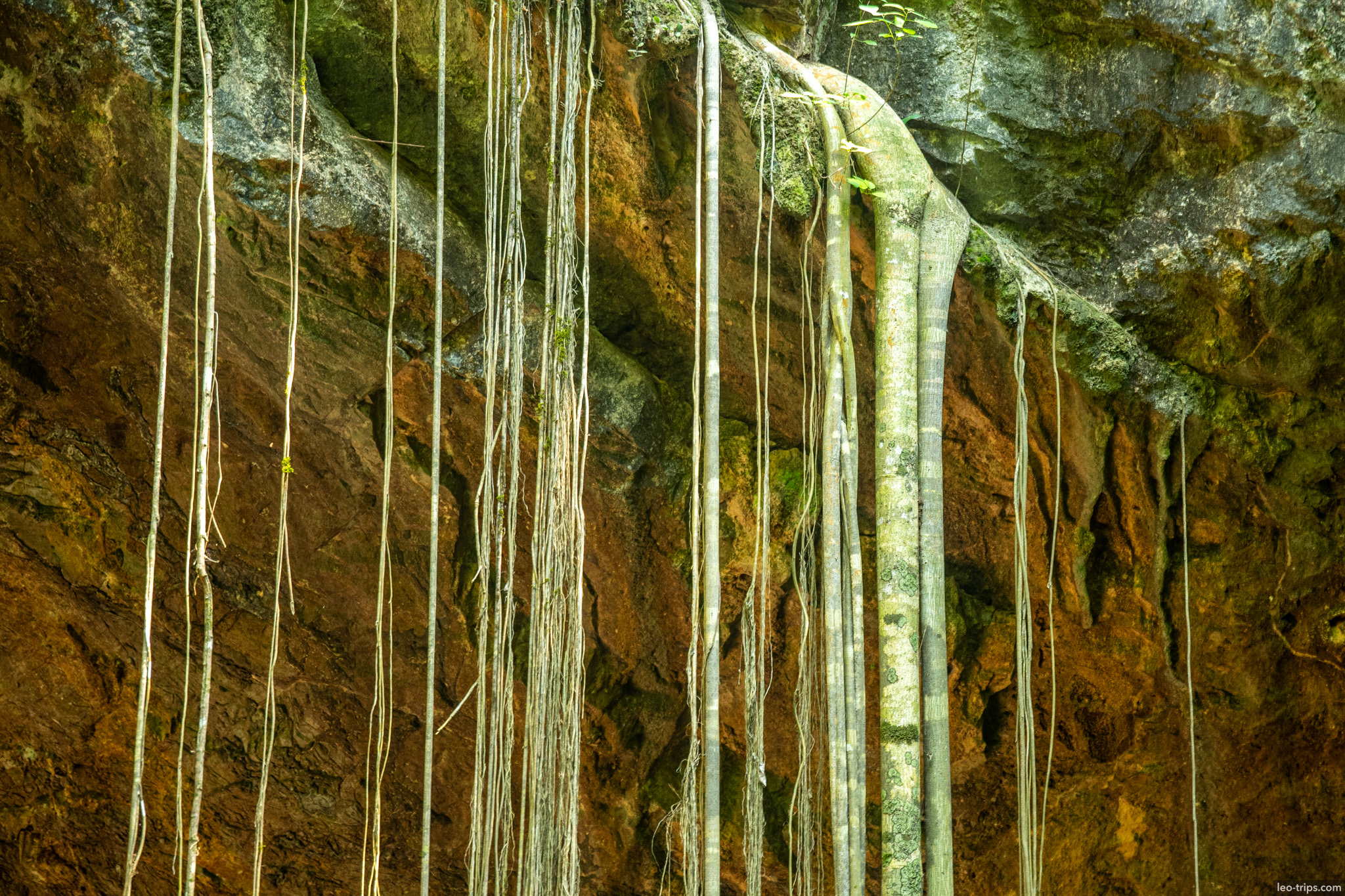 hanging aerial roots over rock wall gruta do lago azul gruta do lago azul