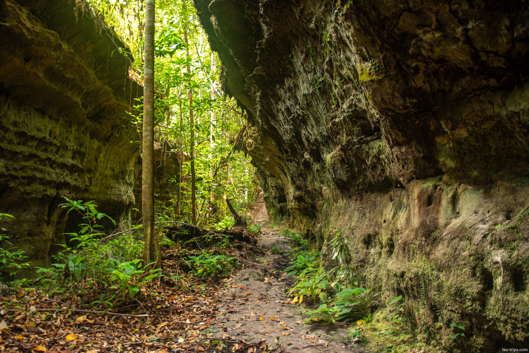 cave chamber hanging roots iracema waterfalls