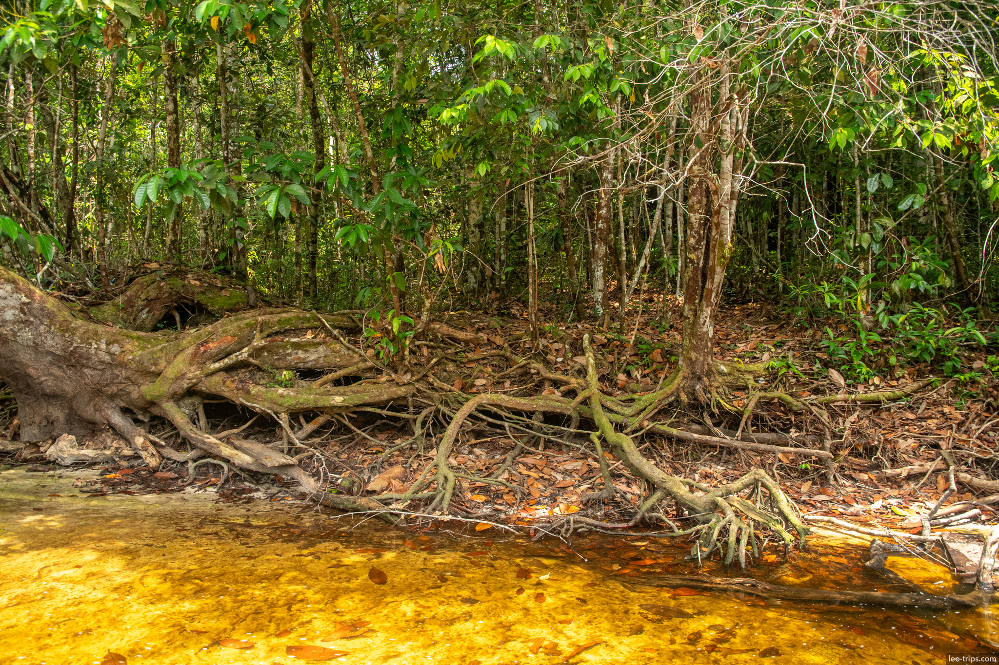exposed tree roots golden stream iracema waterfalls