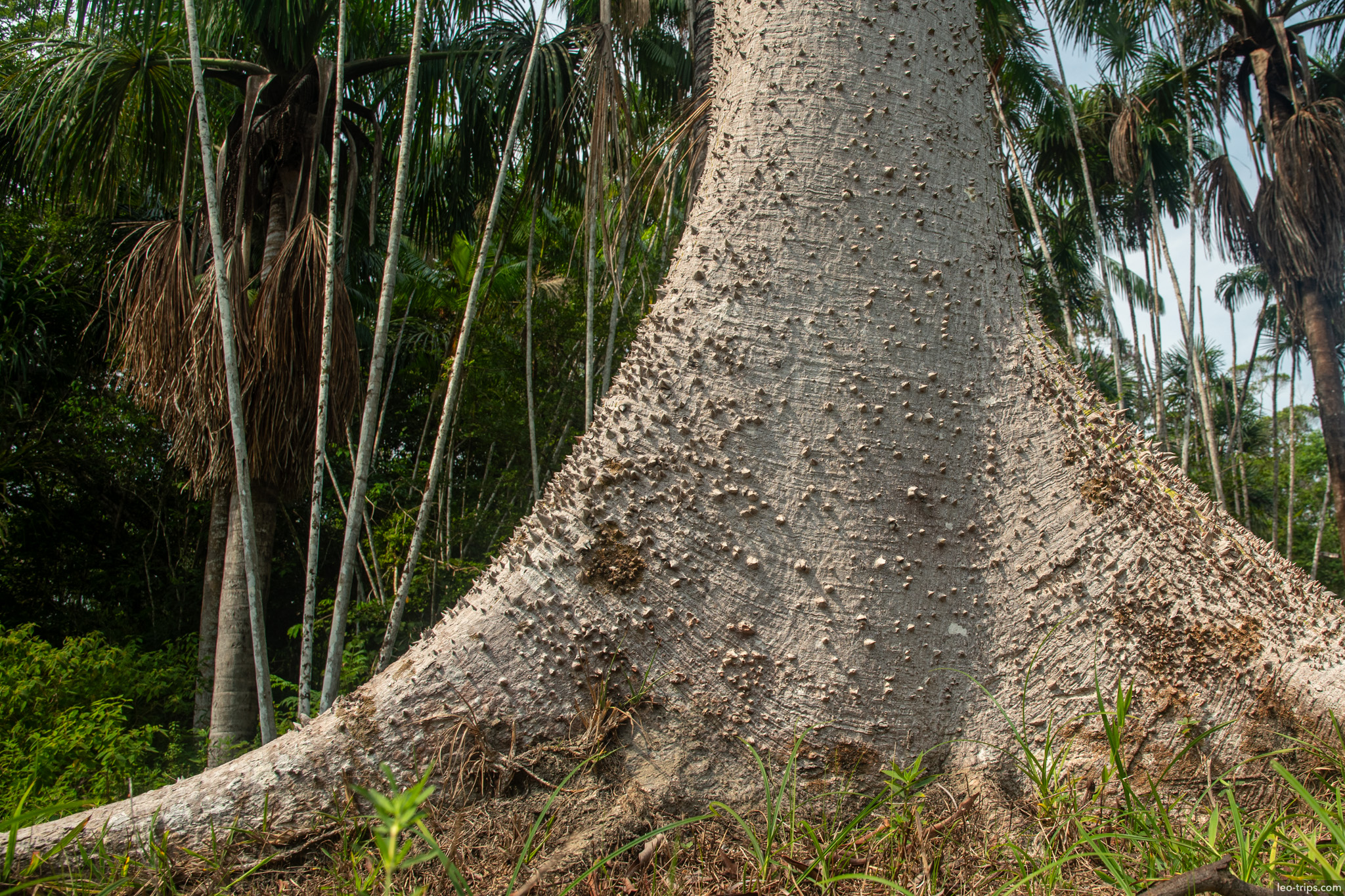 massive tree trunk buttress roots iracema waterfalls