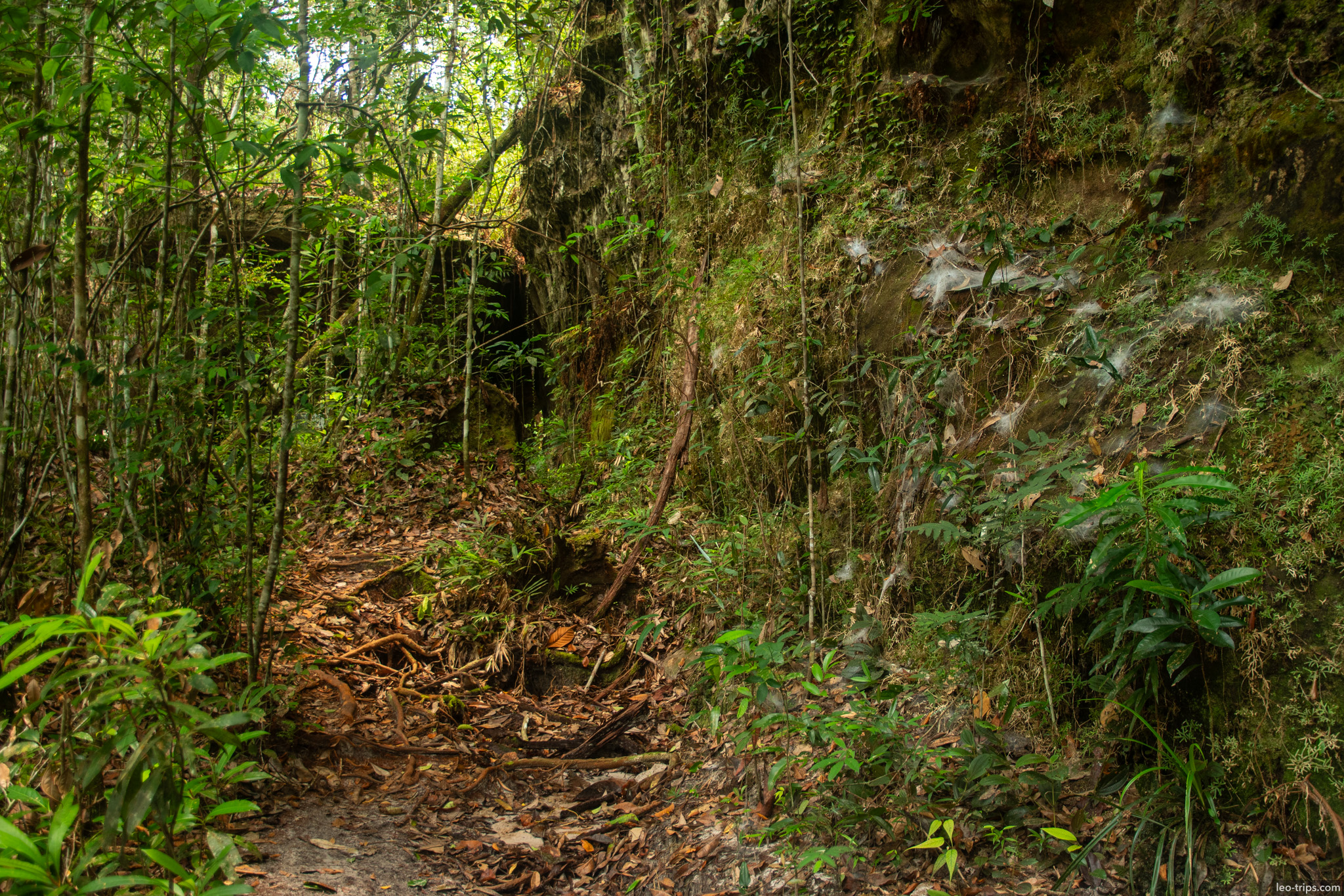 narrow forest trail iracema waterfalls