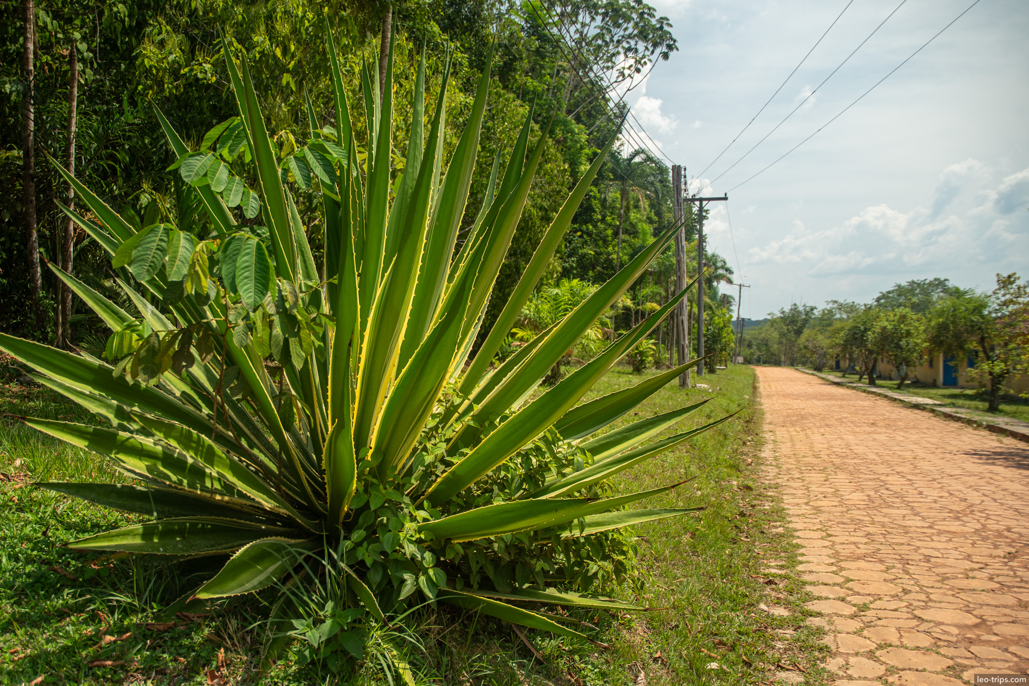 palm plant roadside iracema waterfalls