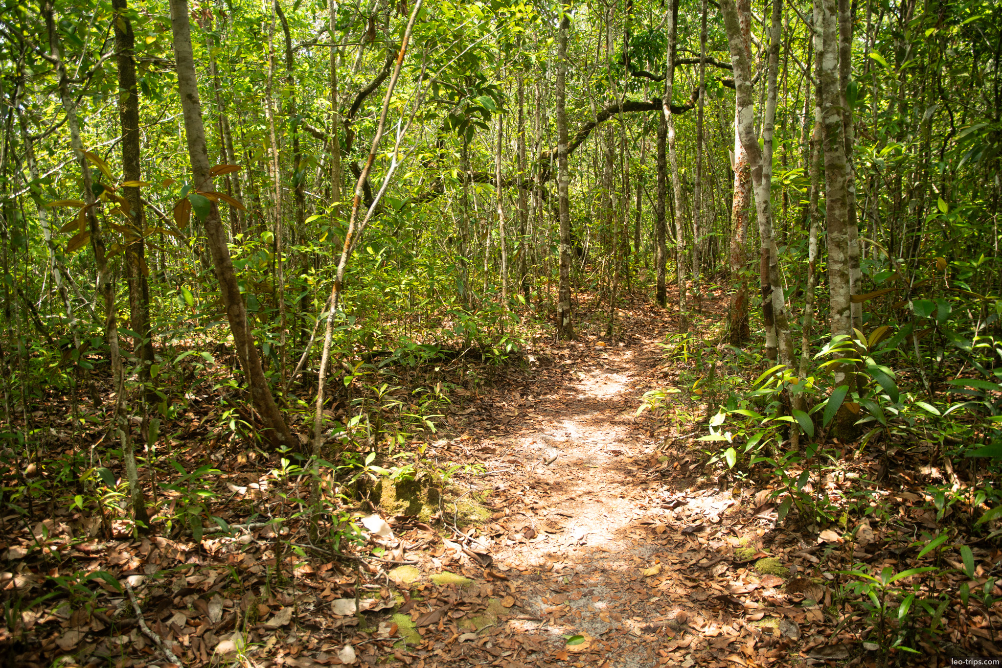 sunlit jungle trail iracema waterfalls