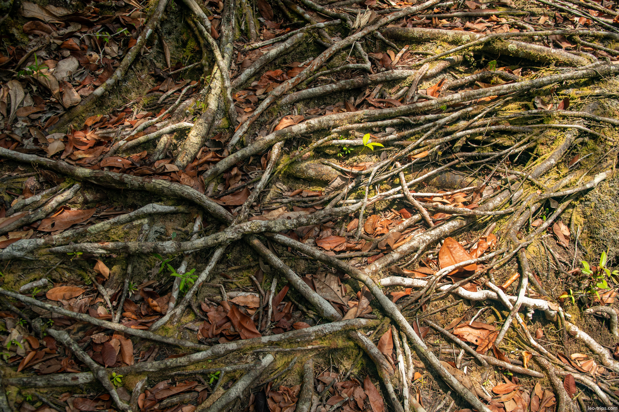 tangled roots forest floor iracema waterfalls