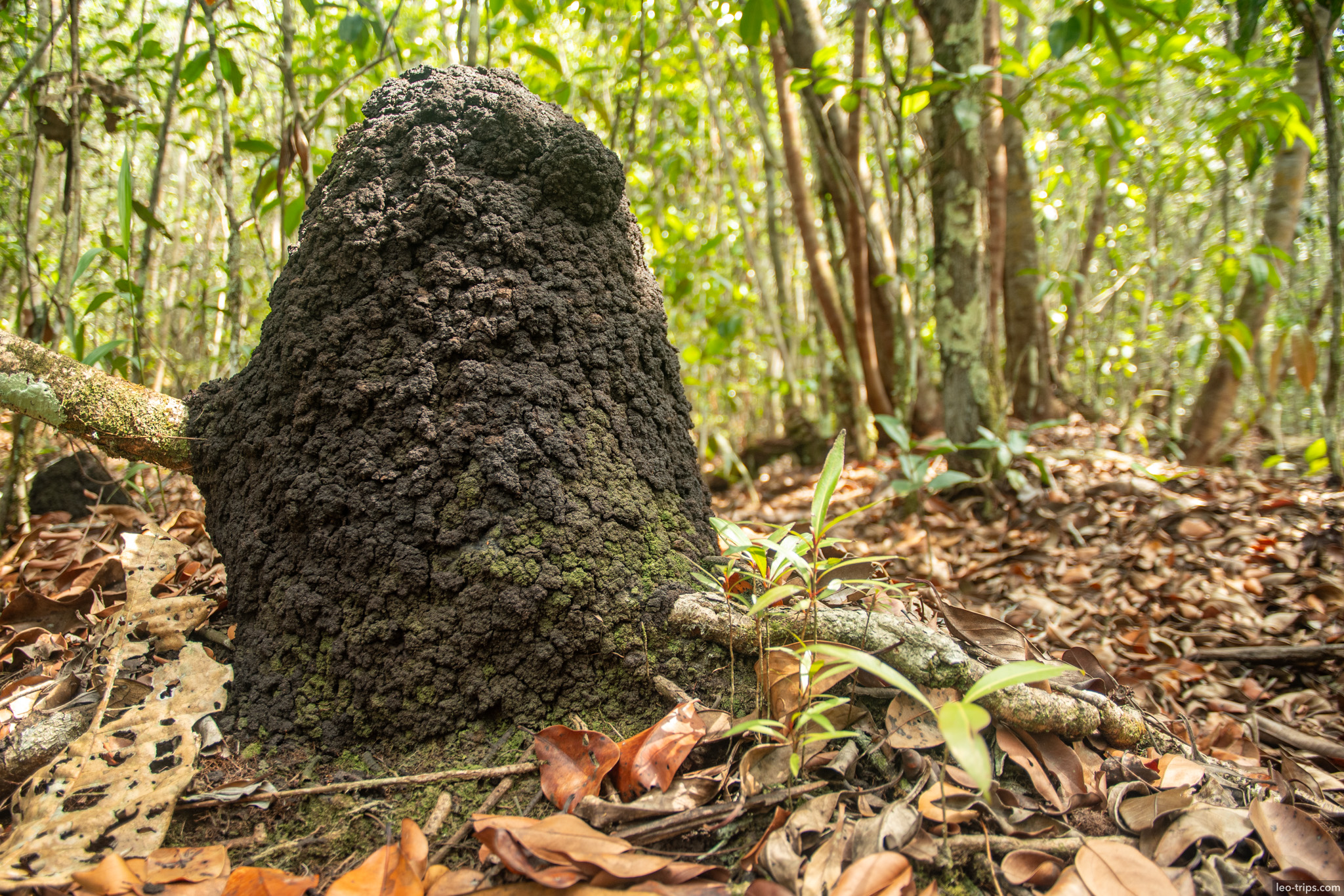 termite mound forest iracema waterfalls