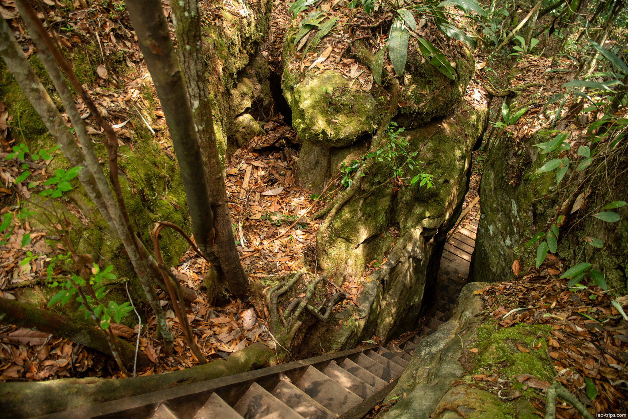 tree roots cave entrance iracema waterfalls