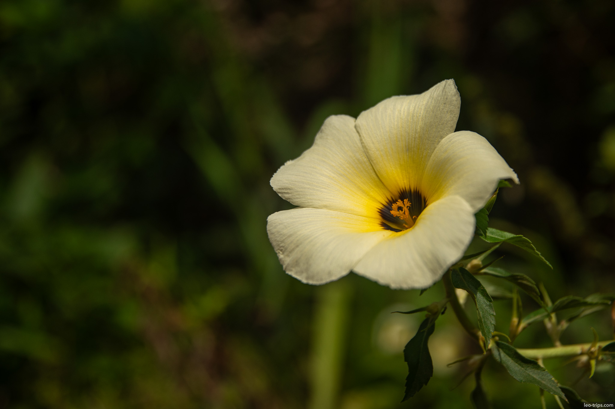 yellow hibiscus flower closeup iracema waterfalls