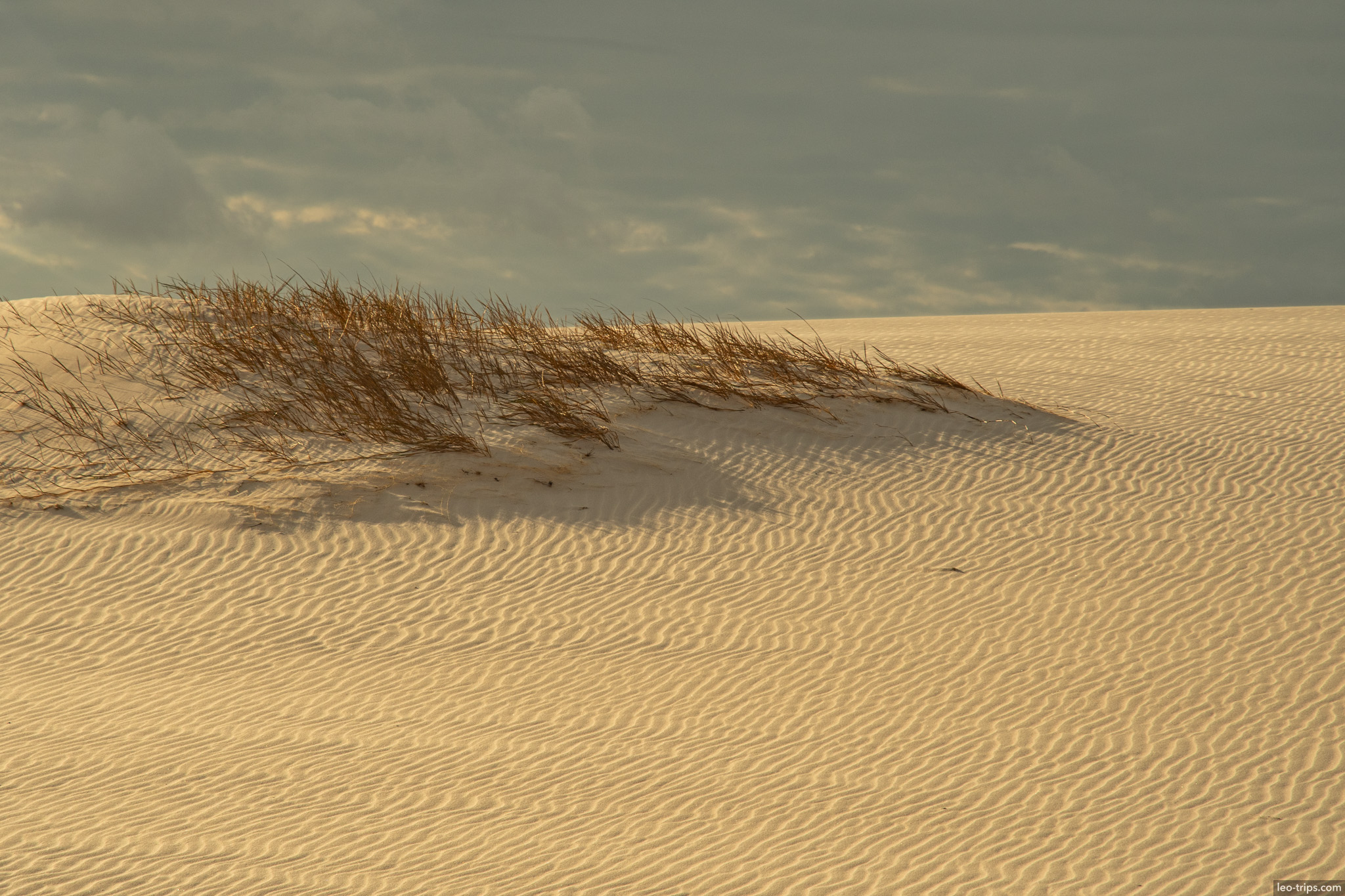 dry grass clump wind rippled white sand dune lencois maranhenses