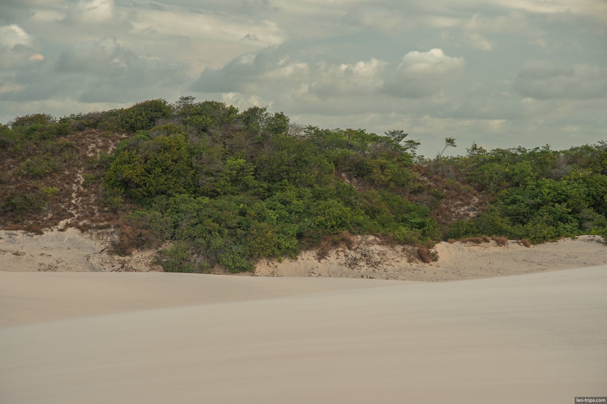 sand dune meets tropical vegetation lencois lencois maranhenses