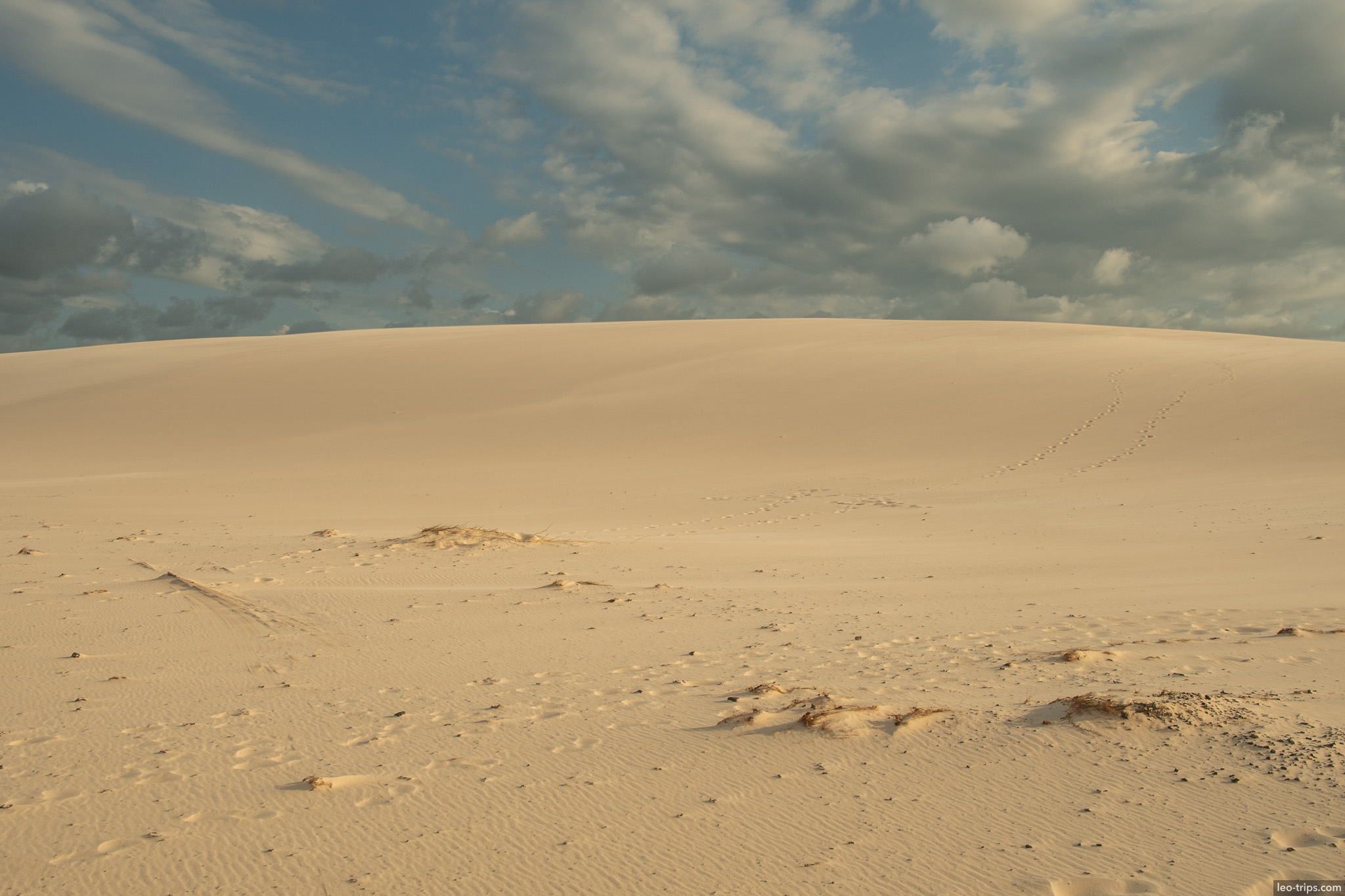 vast sand dune footprints animal tracks lencois lencois maranhenses