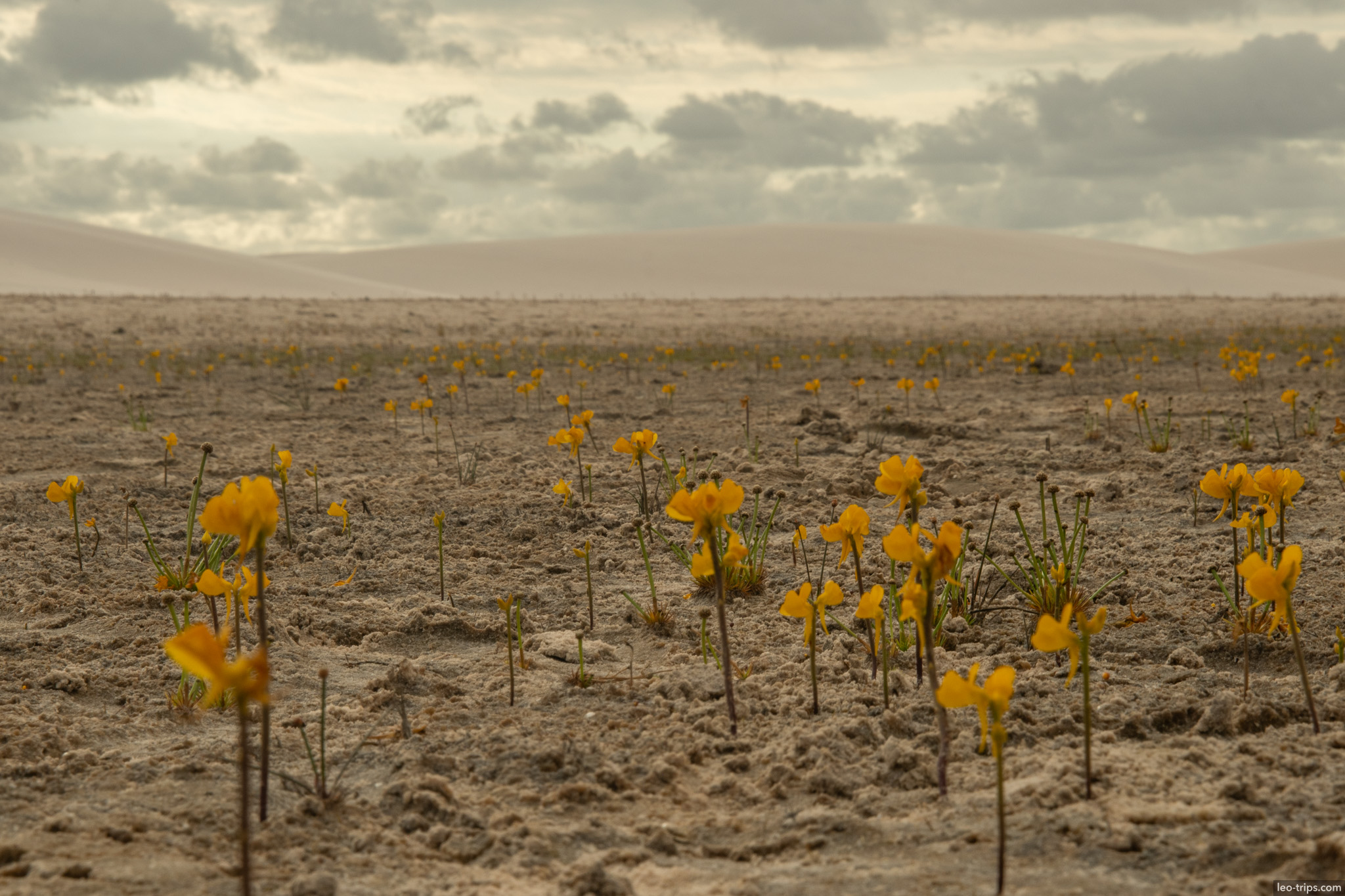 yellow wildflowers blooming desert sand lencois lencois maranhenses