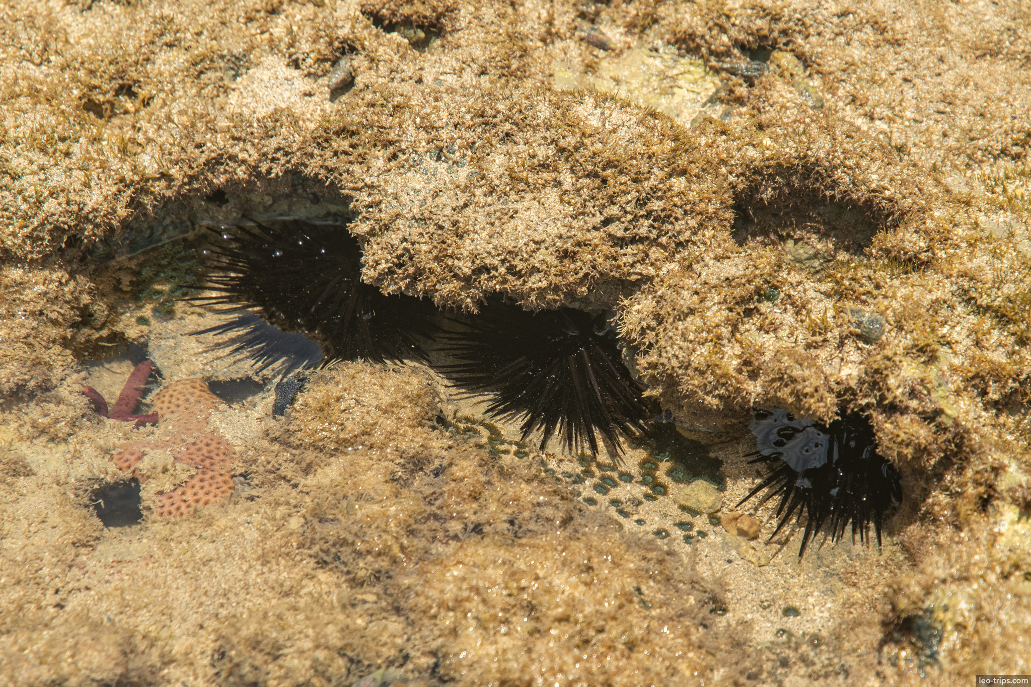 black sea urchins in reef tide pool maceio