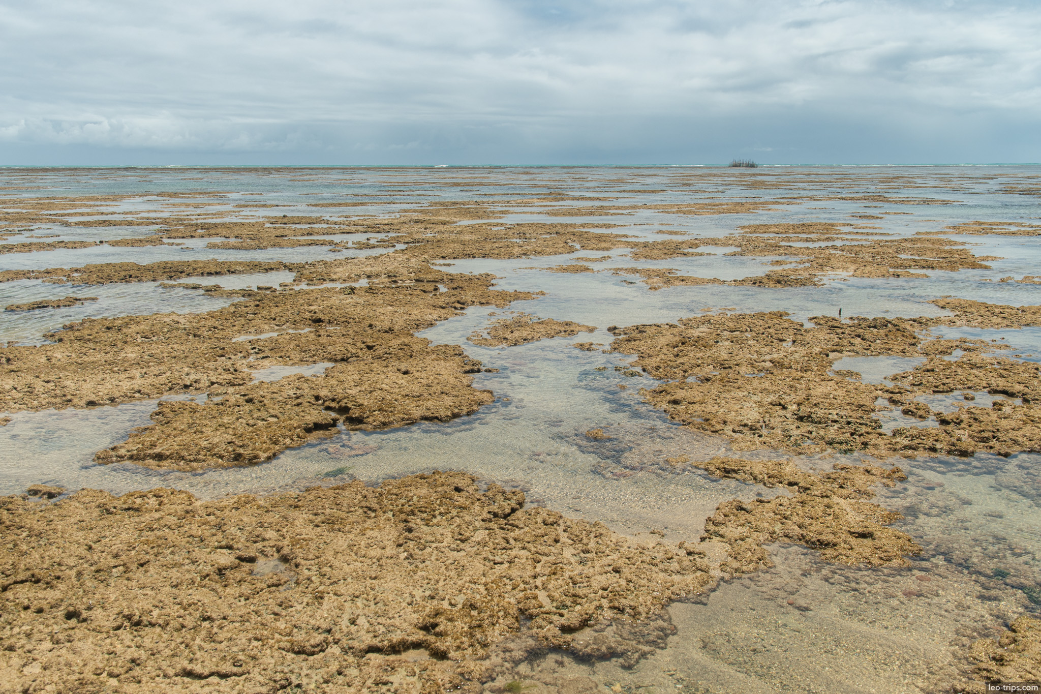 exposed reef flat at low tide maceio