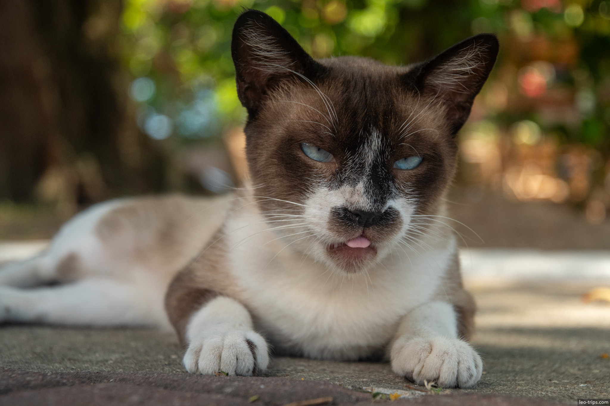 siamese cat resting with blue eyes maceio