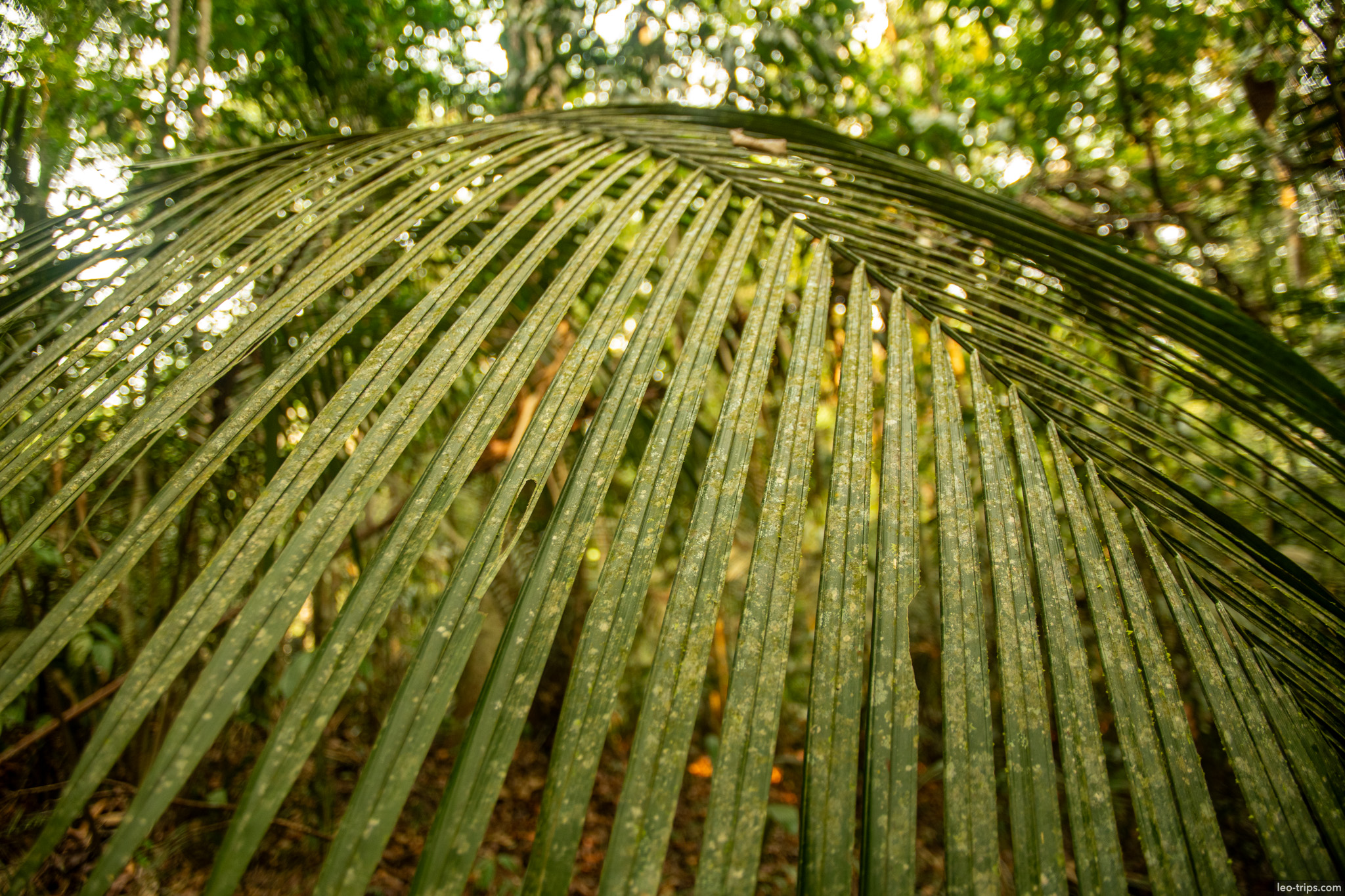A detailed shot of a large, textured palm leaf, highlighting the geometric patterns of nature in the jungle