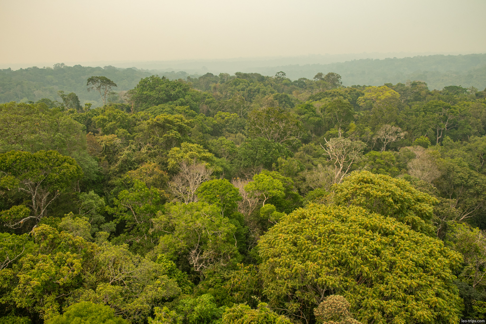A breathtaking panoramic view of the endless Amazon rainforest canopy stretching towards the horizon