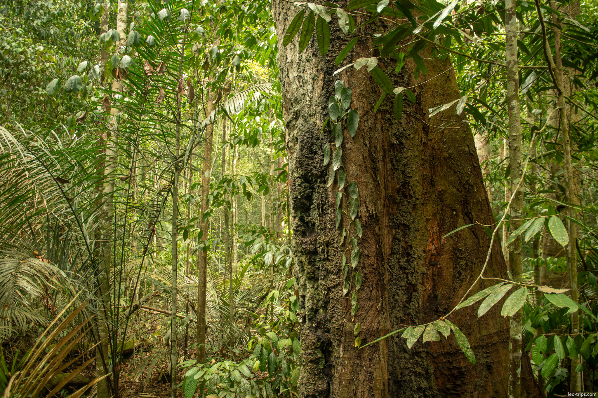 A close-up of a massive tree trunk covered in vines and moss, showcasing the scale of the Amazonian flora in the Adolfo Ducke Reserve