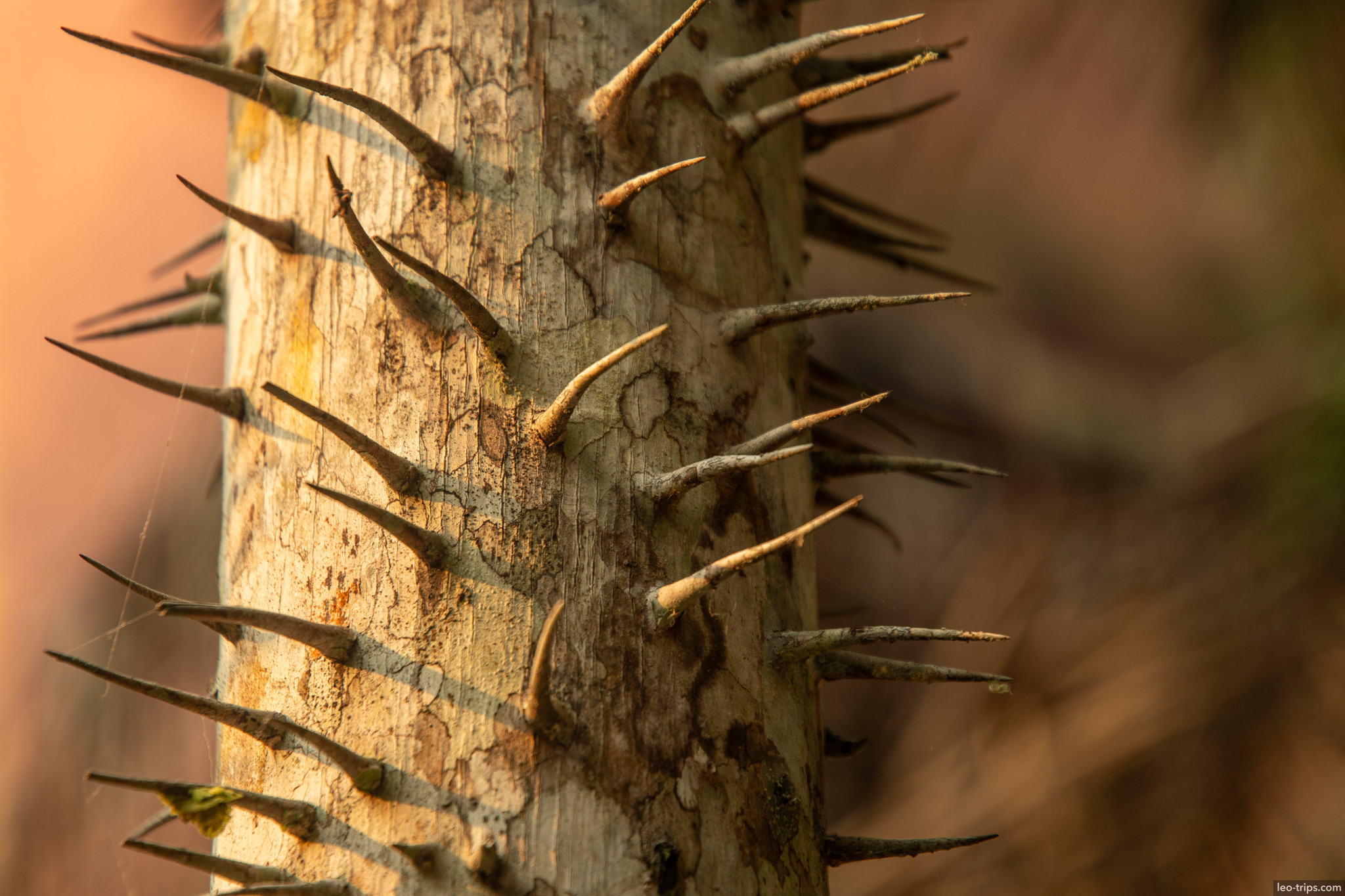 A dramatic close-up of a tropical tree trunk covered in sharp, defensive thorns, characteristic of the unique flora of the Amazon rainforest