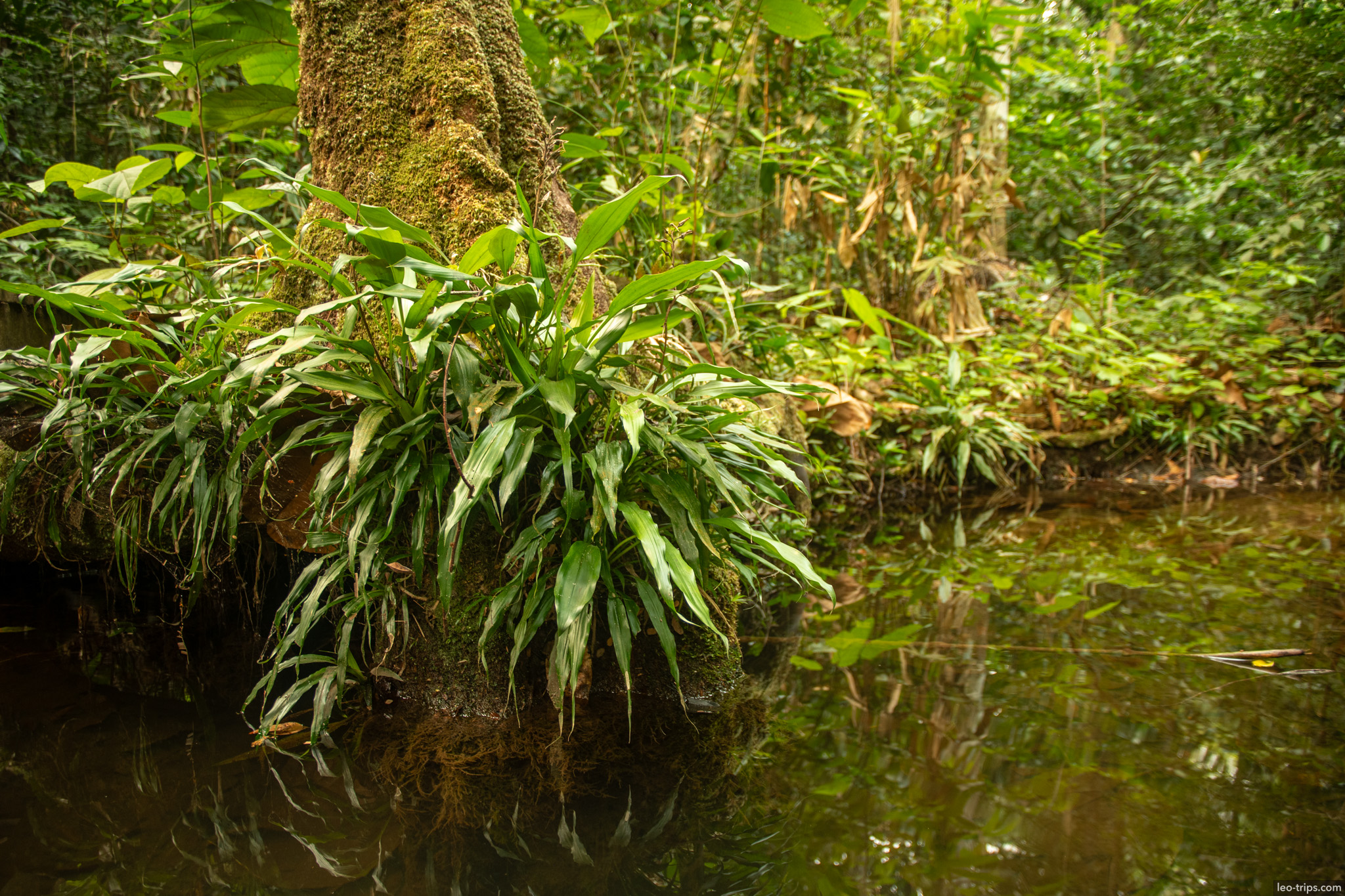 Lush ferns and vegetation growing at the waters edge in a swampy area of the botanical reserve