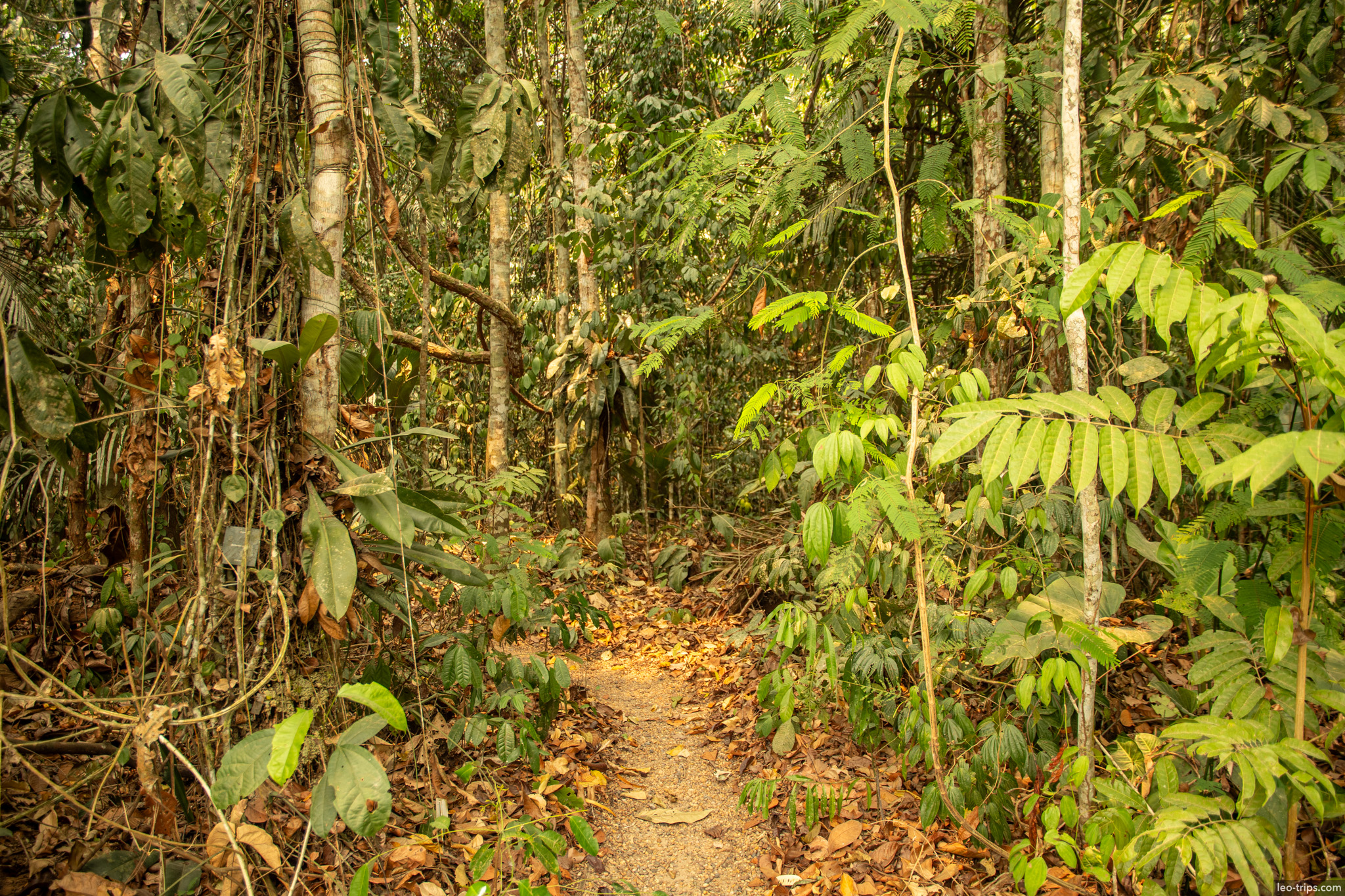 A glimpse into the dense undergrowth of the Amazon rainforest, filled with hanging vines and lush vegetation