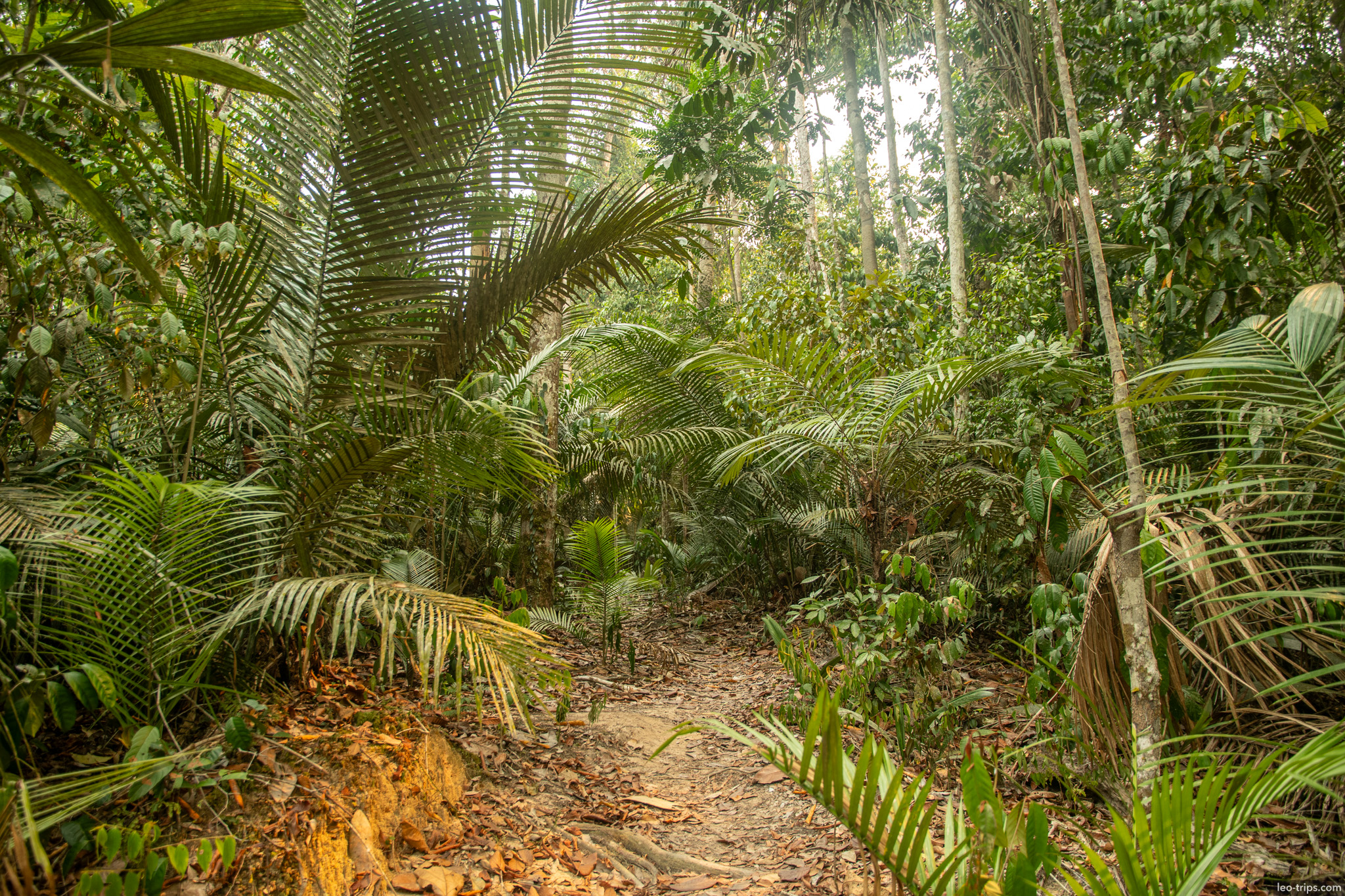 Immersive view of the dense, tangled greenery characteristic of the primary rainforest near Manaus