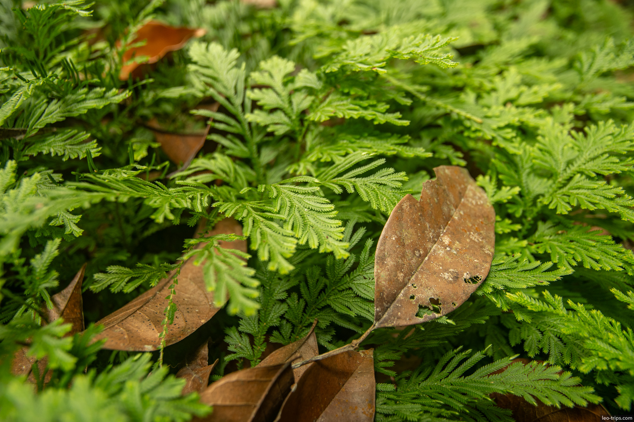 A macro view of the forest floor, featuring vibrant green ferns contrasting with fallen dry leaves