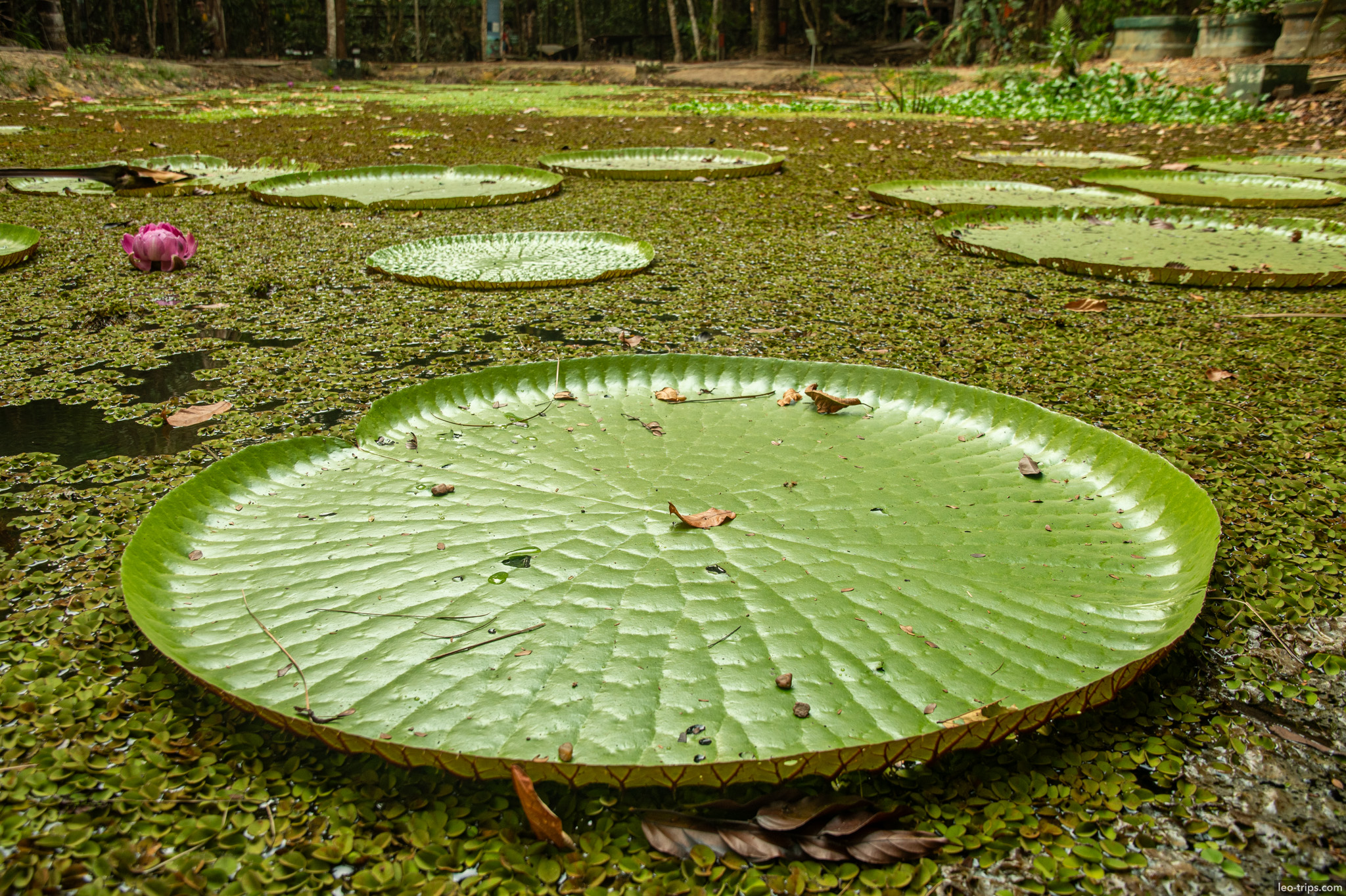 A pond covered in duckweed and populated by the giant leaves of the Victoria Amazonica, the iconic water lily of the Amazon