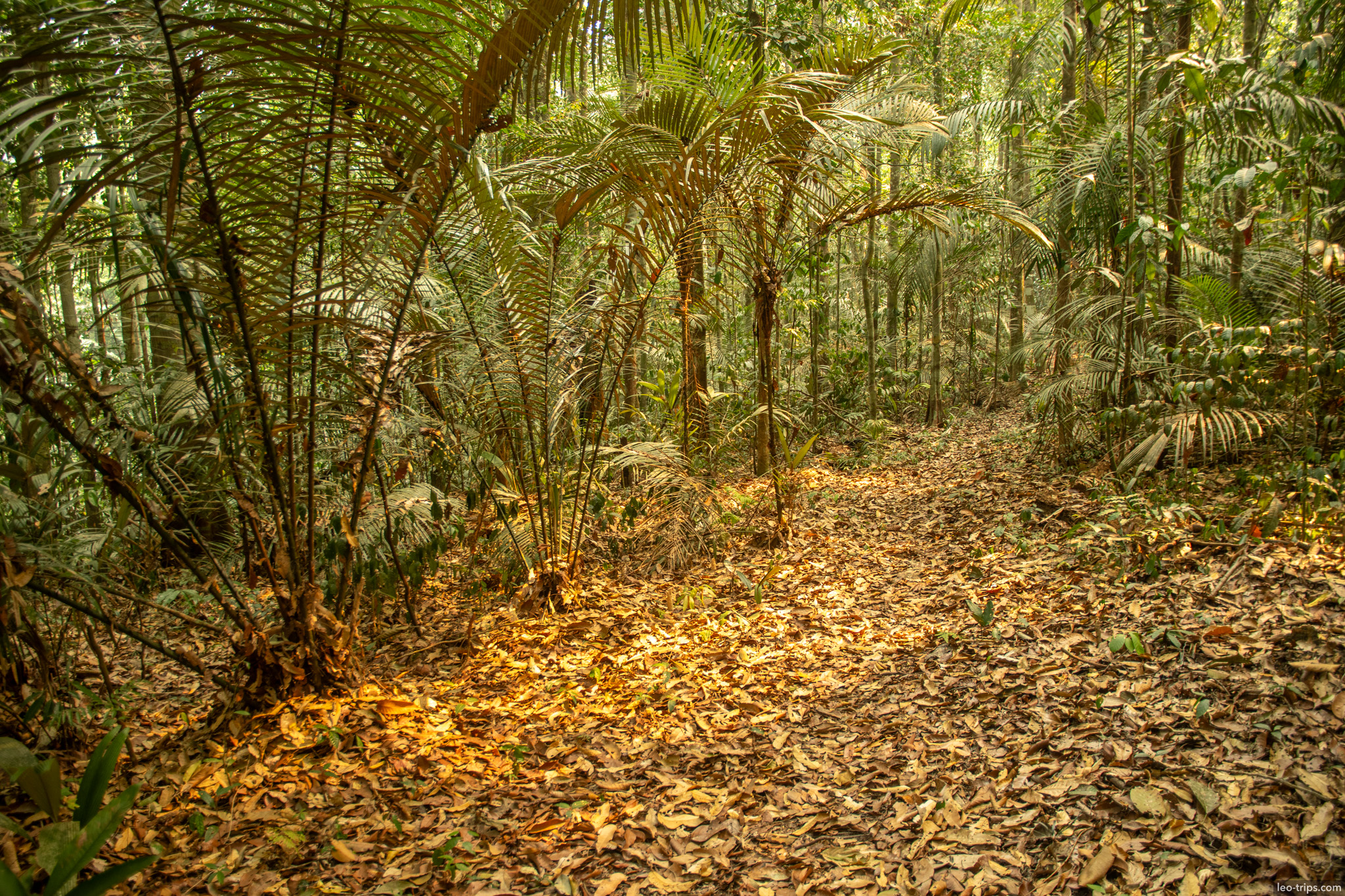 Golden sunlight filtering through the dense canopy, illuminating the forest floor and undergrowth