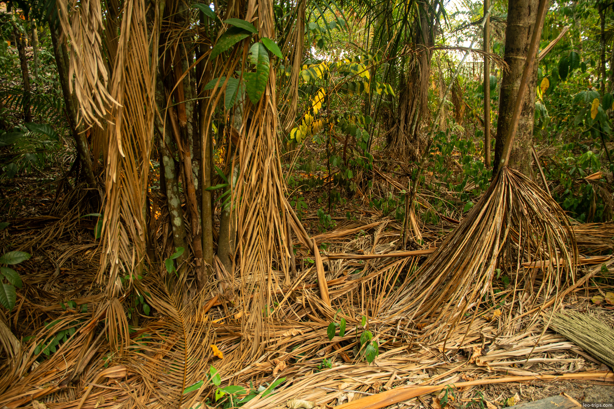 The intricate, exposed root system of a tropical palm tree extending into the leaf-covered forest floor