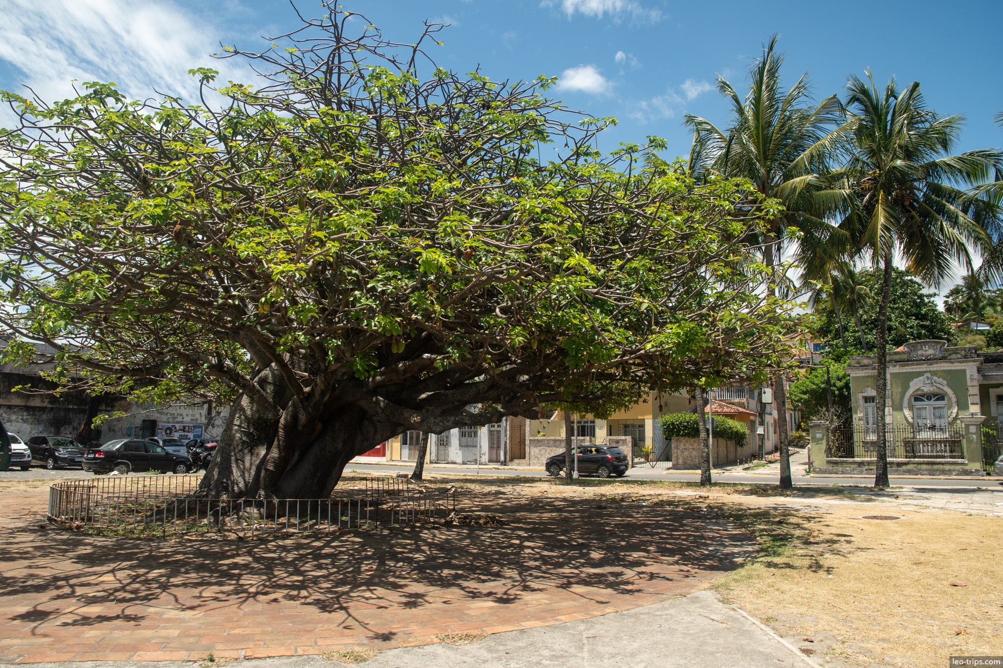 giant old tree with spreading canopy town square olinda olinda