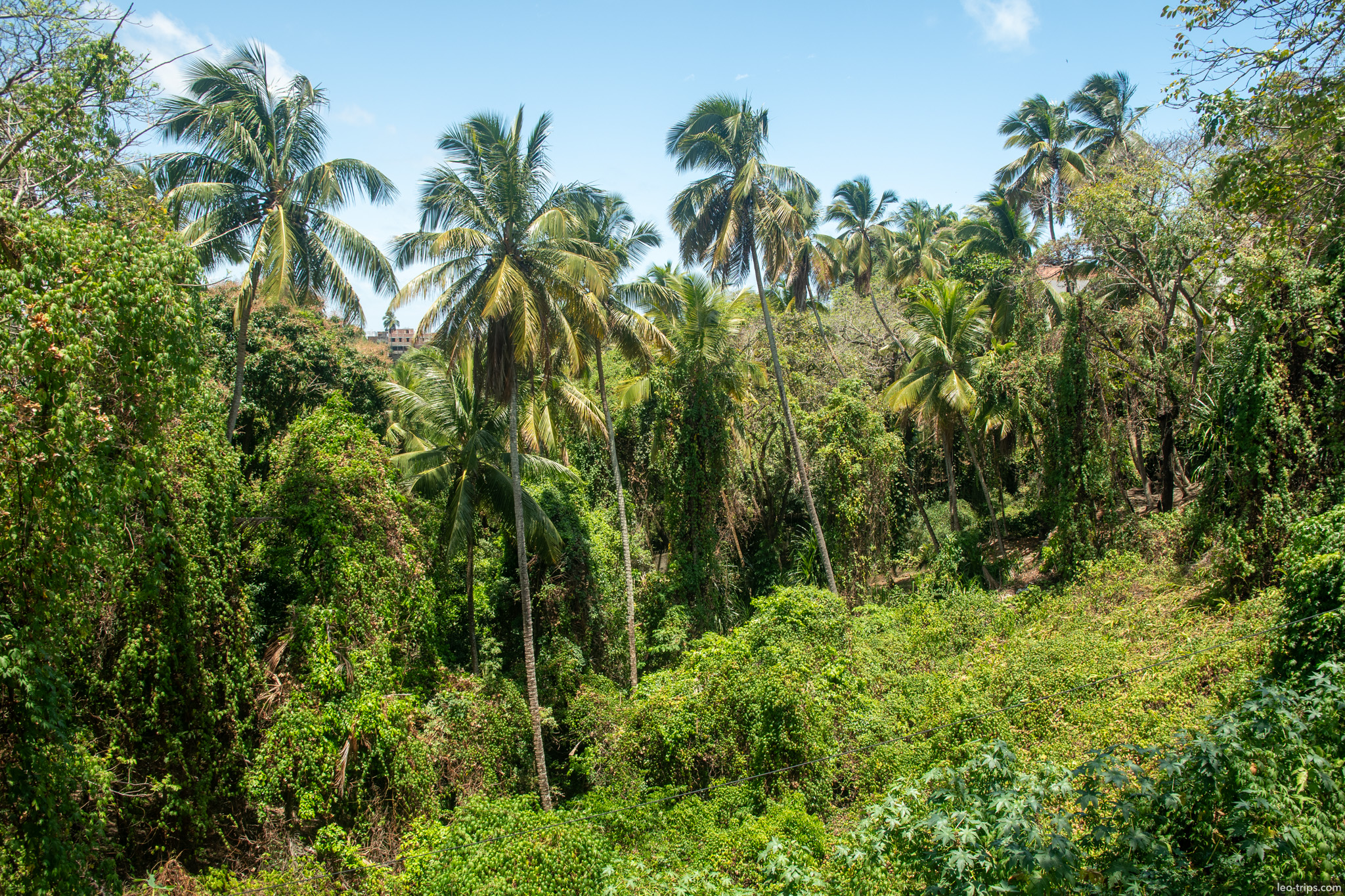 lush tropical valley coconut palms olinda olinda