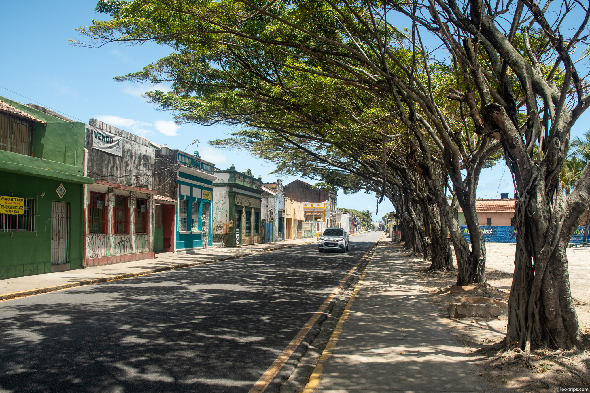 tree lined colonial street with colorful facades olinda olinda