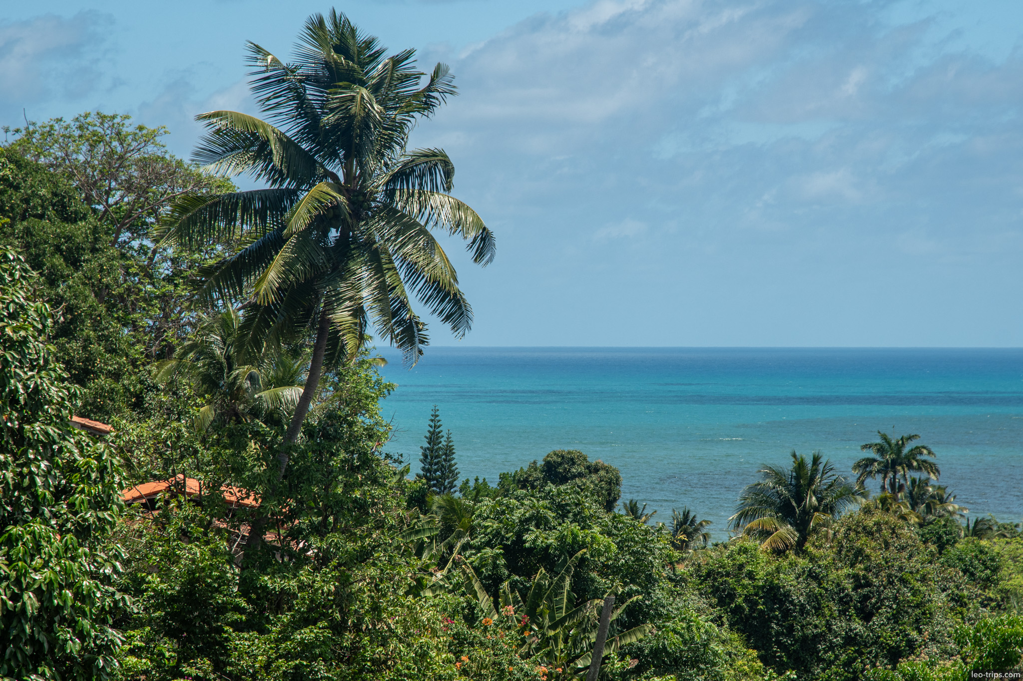 tropical palm tree atlantic ocean panoramic view olinda olinda