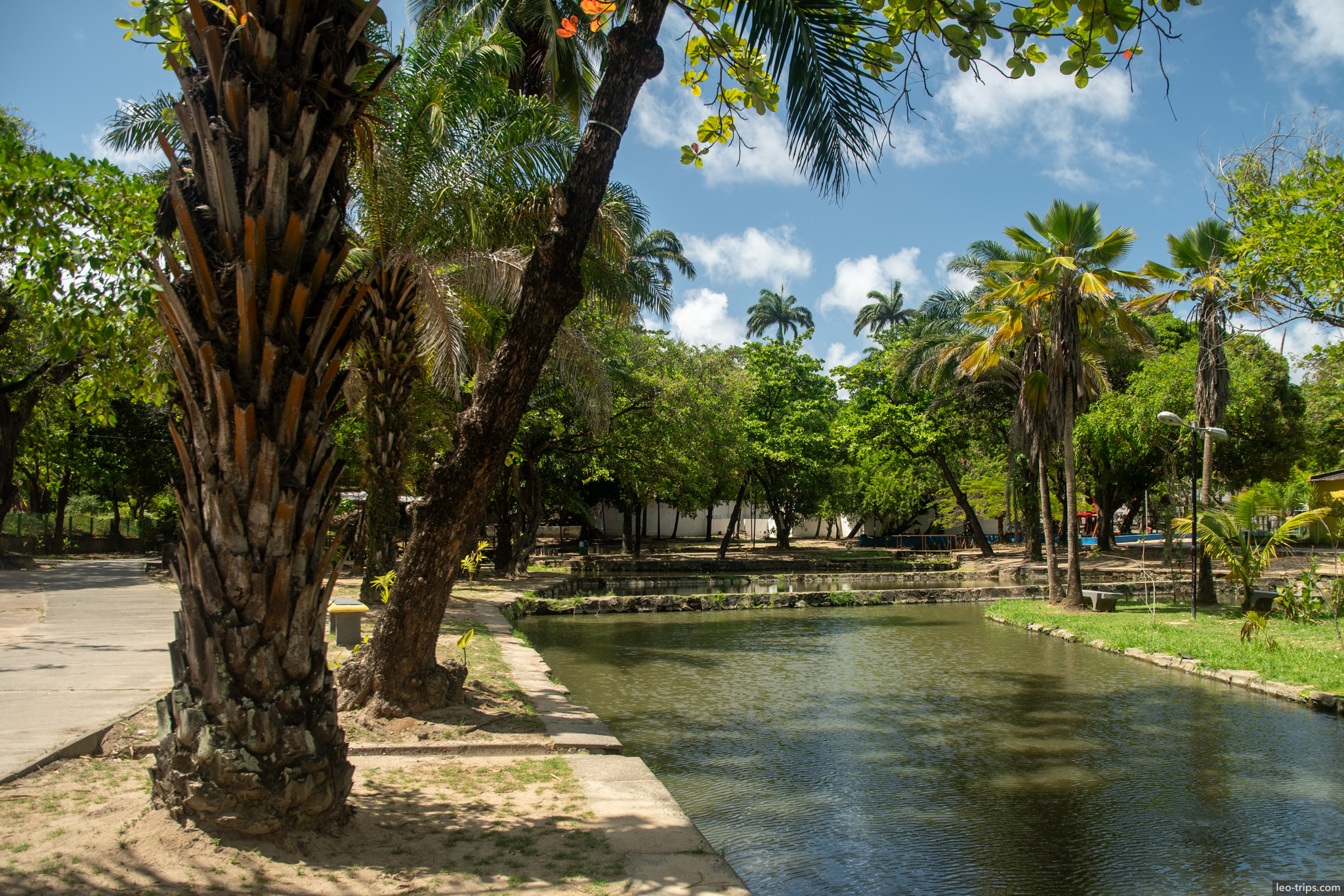 tropical park pond palm trees olinda olinda