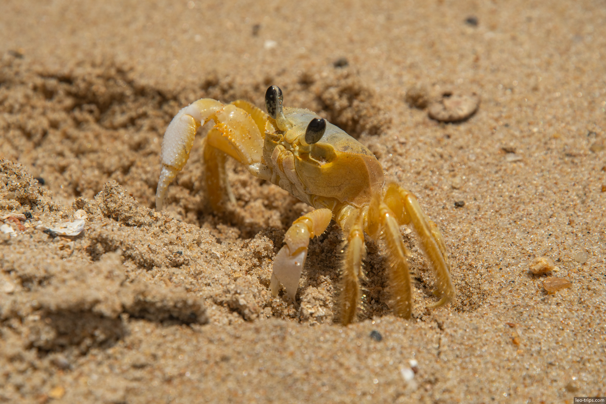 yellow ghost crab emerging from burrow in sand olinda