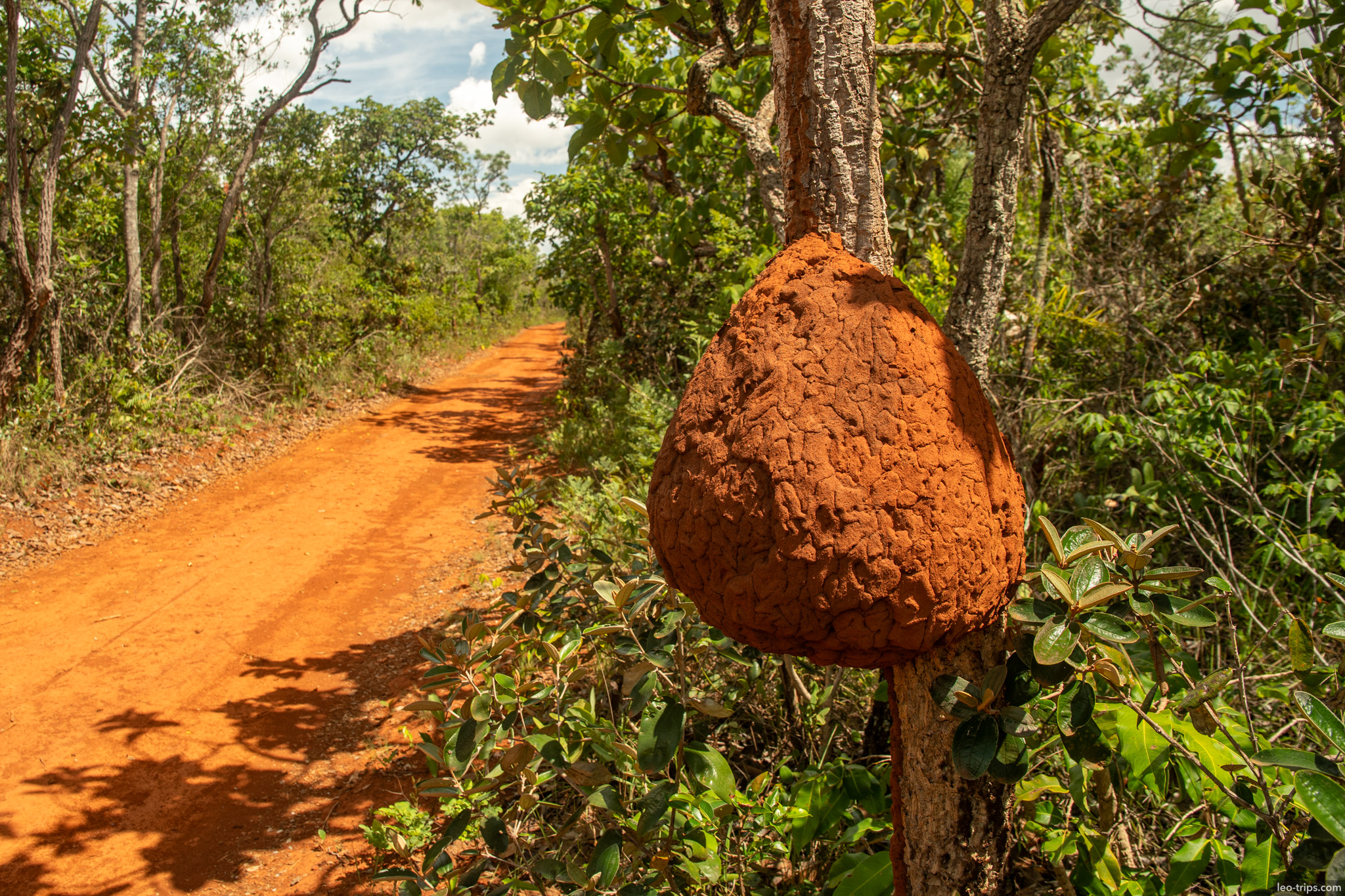 arboreal termite nest by red dirt road parque nacional de brasilia