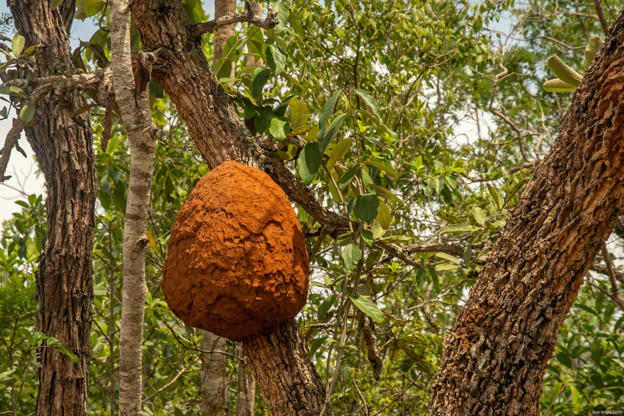 arboreal termite nest on cerrado tree parque nacional de brasilia