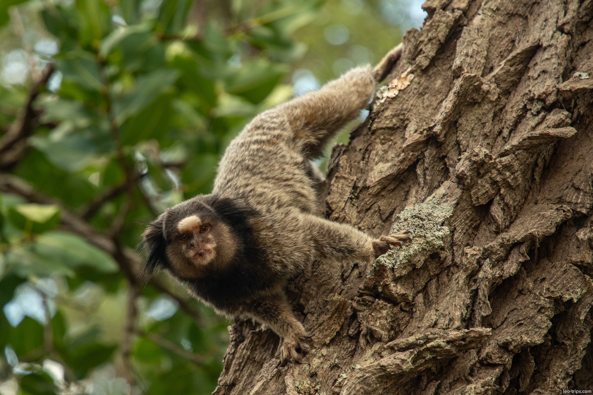 black tufted marmoset climbing down trunk parque nacional de brasilia