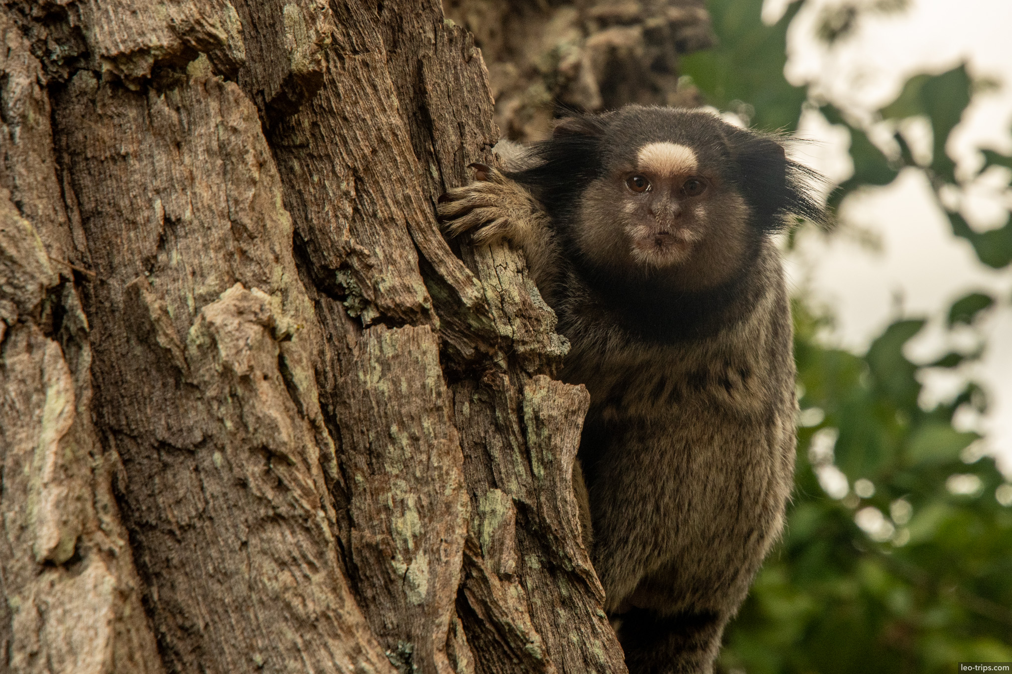 black tufted marmoset peeking from tree parque nacional de brasilia