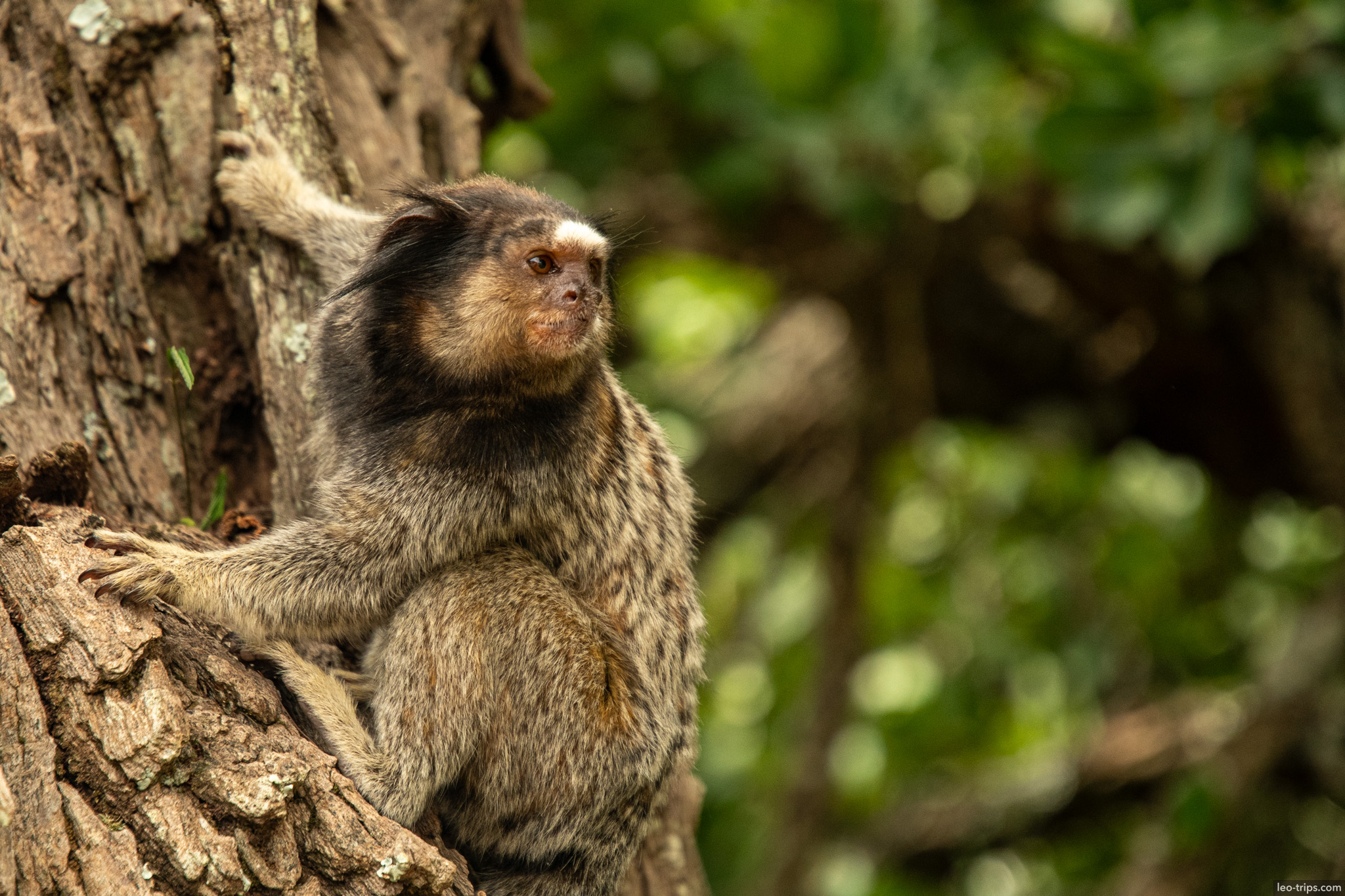 black tufted marmoset portrait parque nacional de brasilia