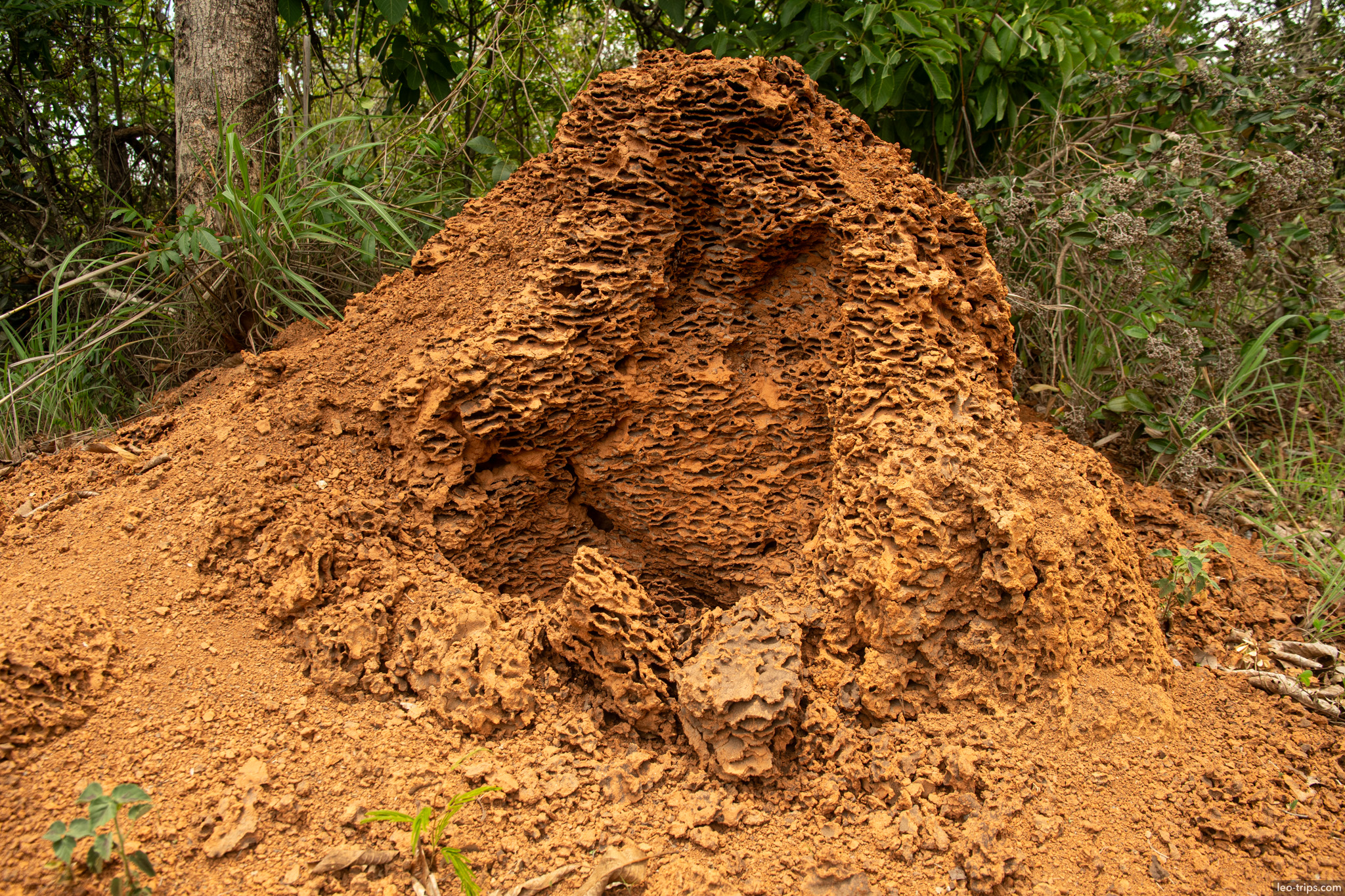 broken termite mound inner chambers parque nacional de brasilia