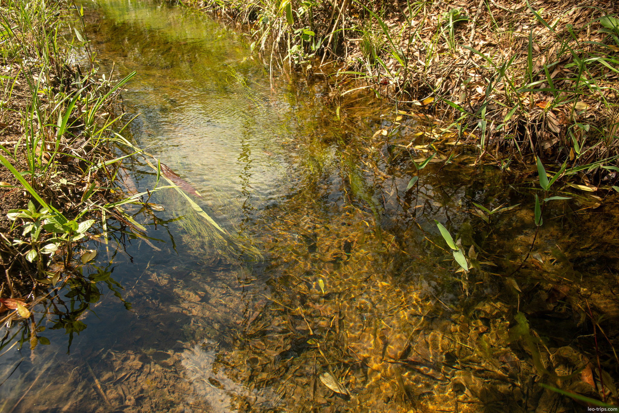 clear shallow stream sunlit parque nacional de brasilia