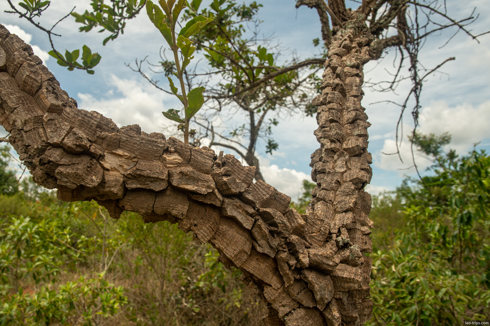 corky bark cerrado tree closeup parque nacional de brasilia