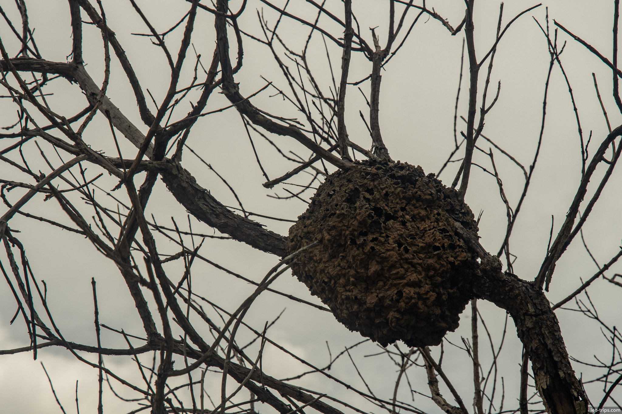dark arboreal termite nest in bare tree parque nacional de brasilia