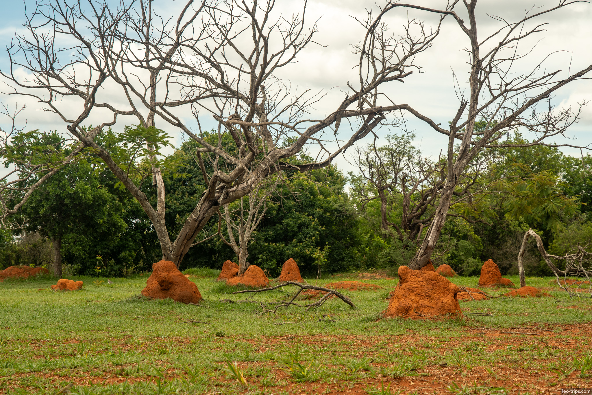 dead trees and termite mound field brasilia national park parque nacional de brasilia