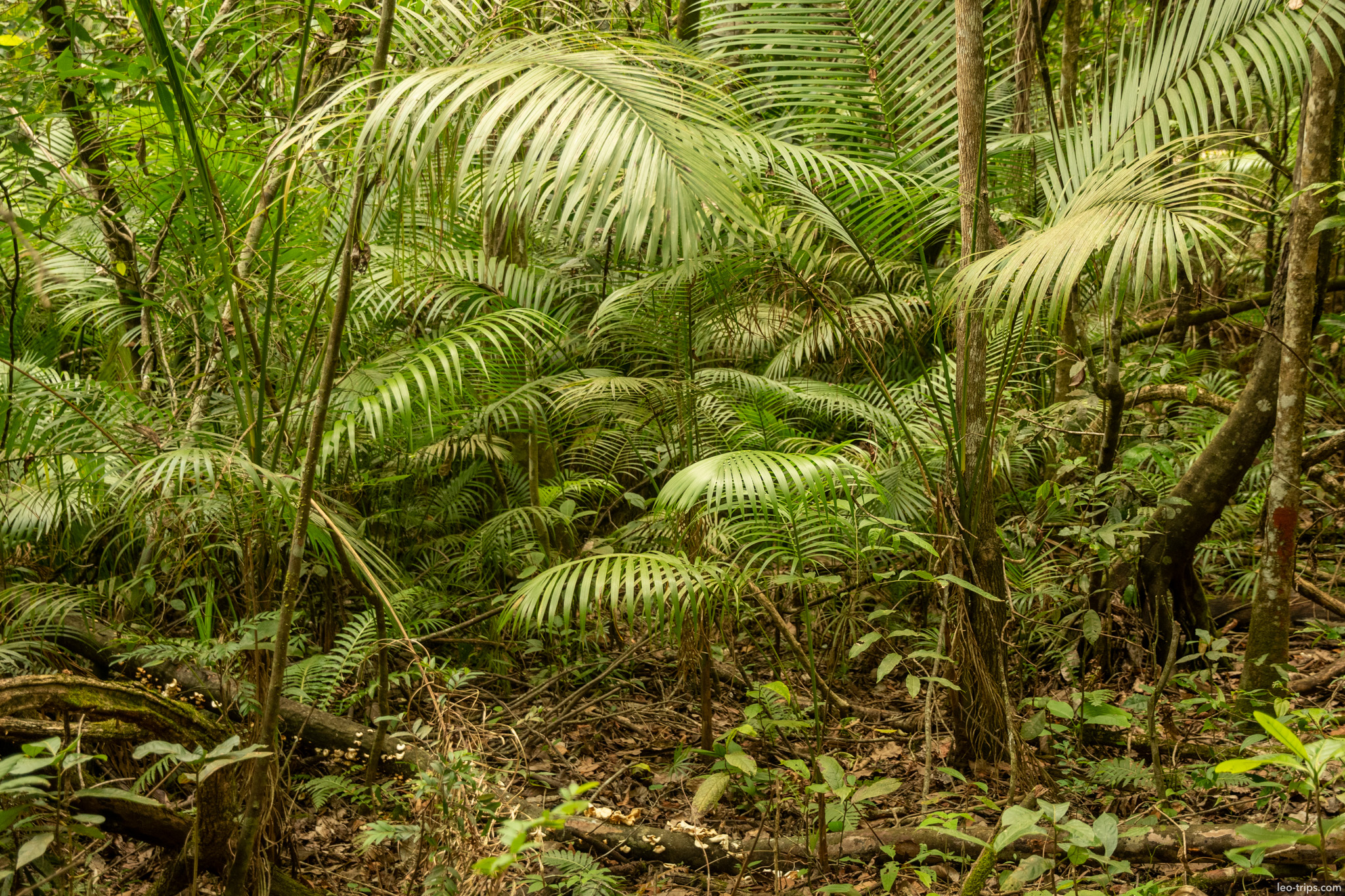 dense palm understory gallery forest parque nacional de brasilia